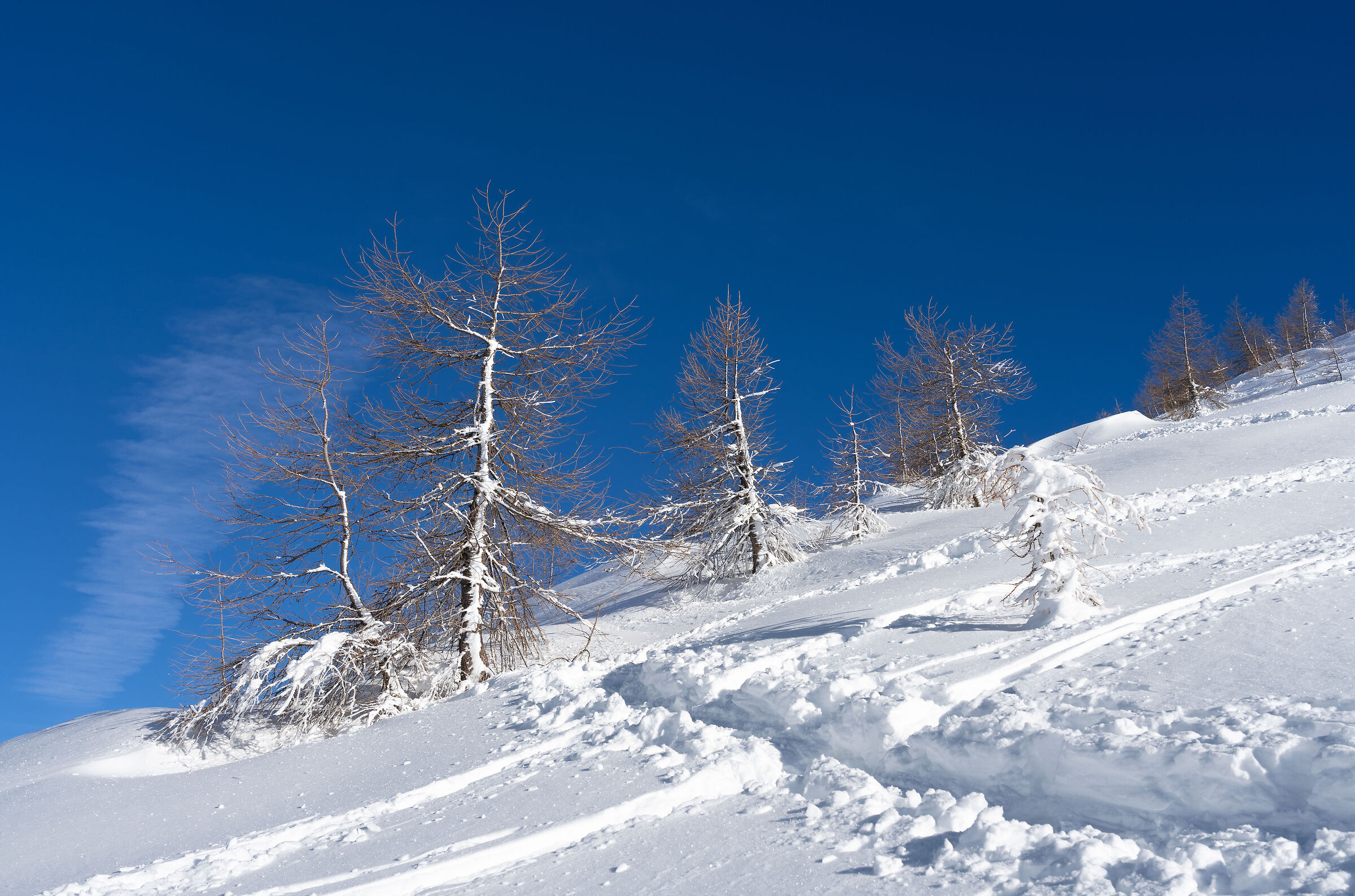 Cima Socede (Val Campelle - Trentino - Italia)