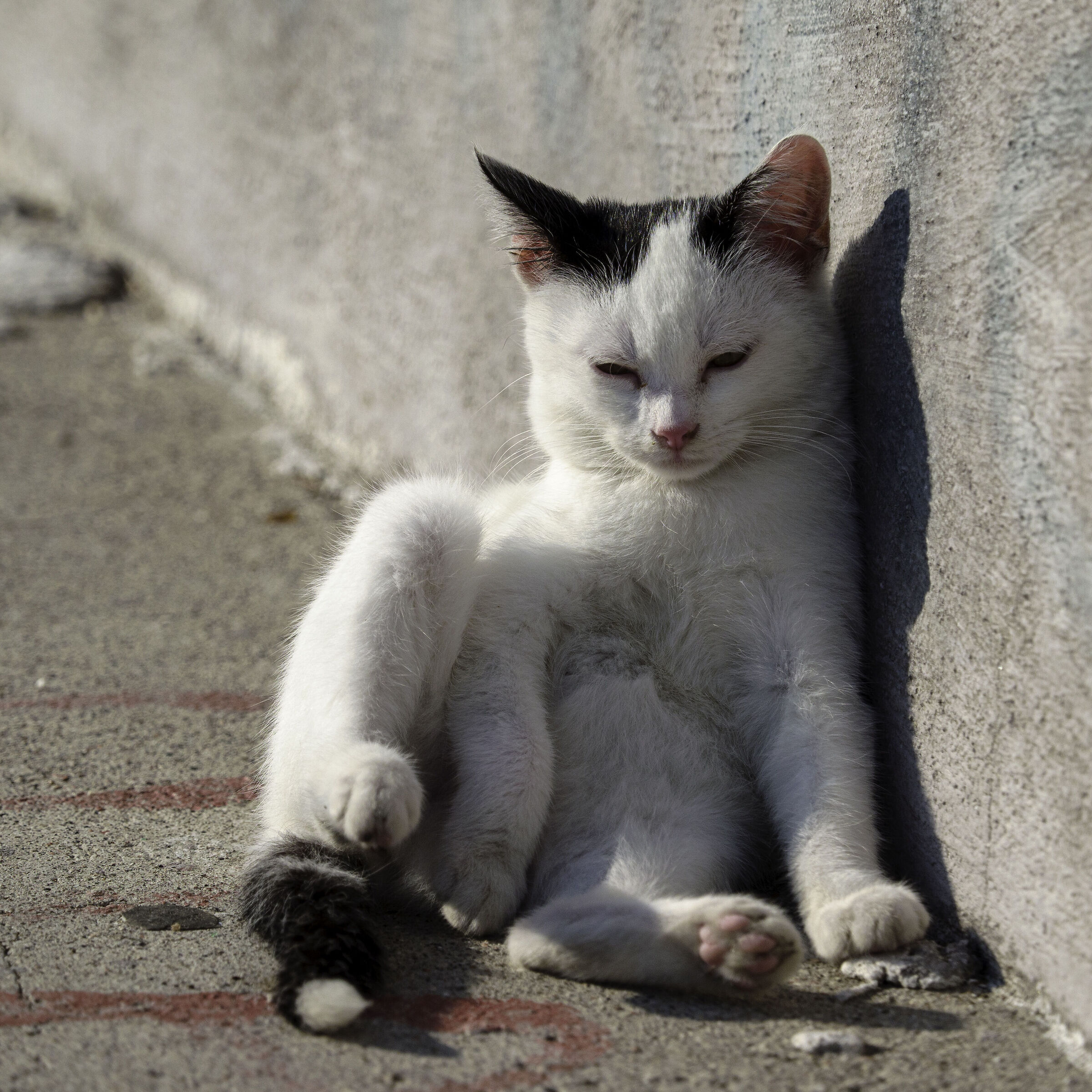 Gattino al sole... con pudore.