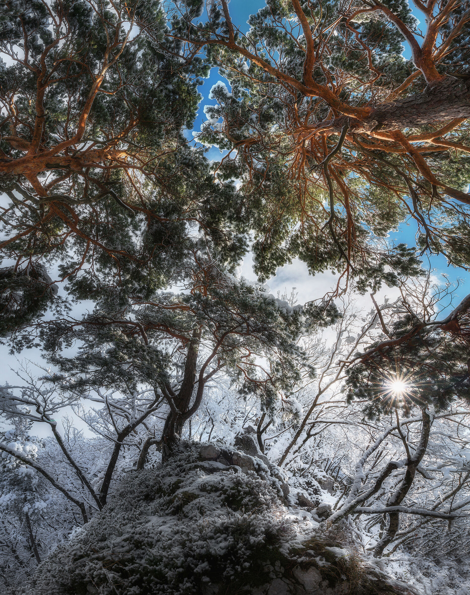 Foresta invernale