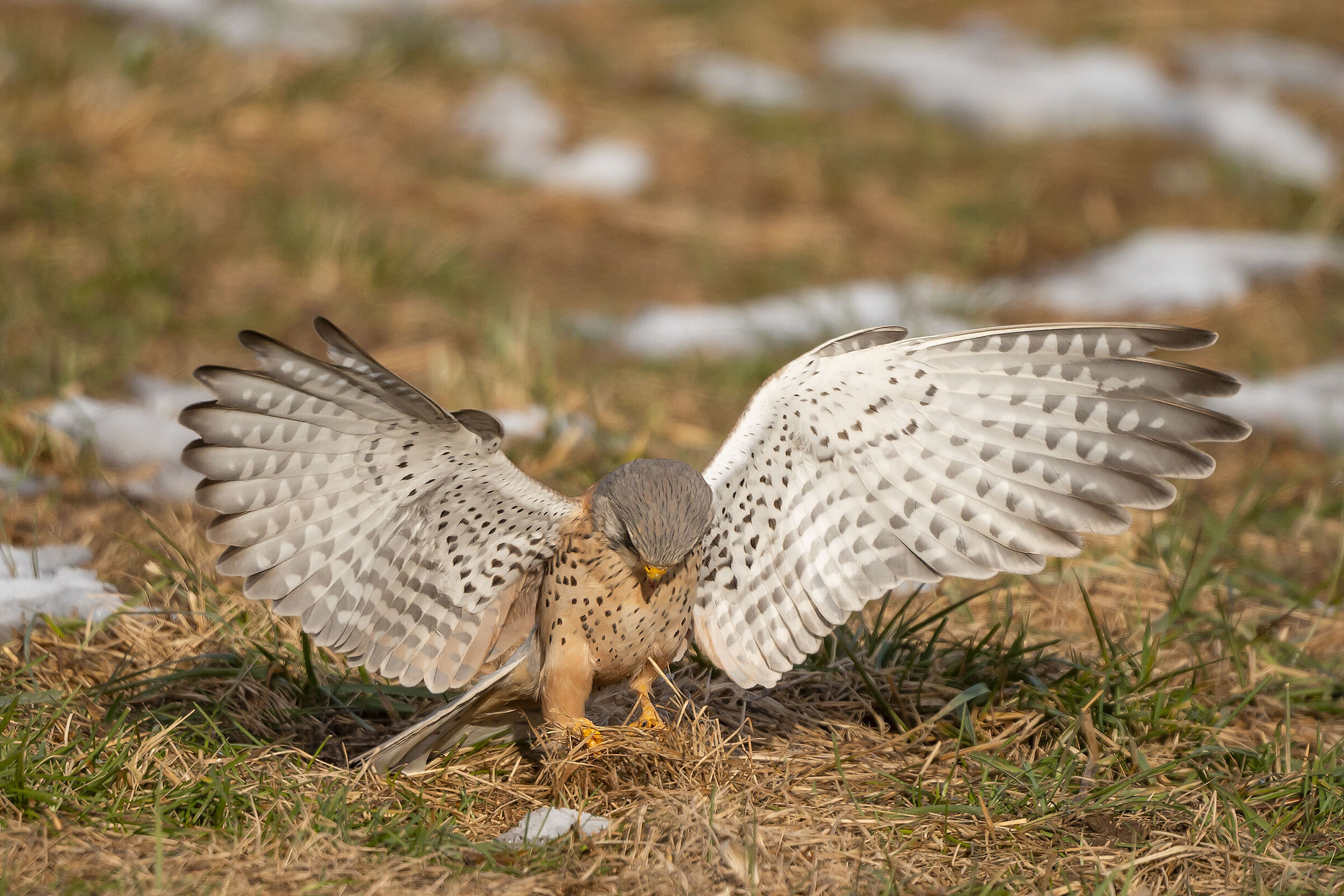 Gheppio, attacco fallito