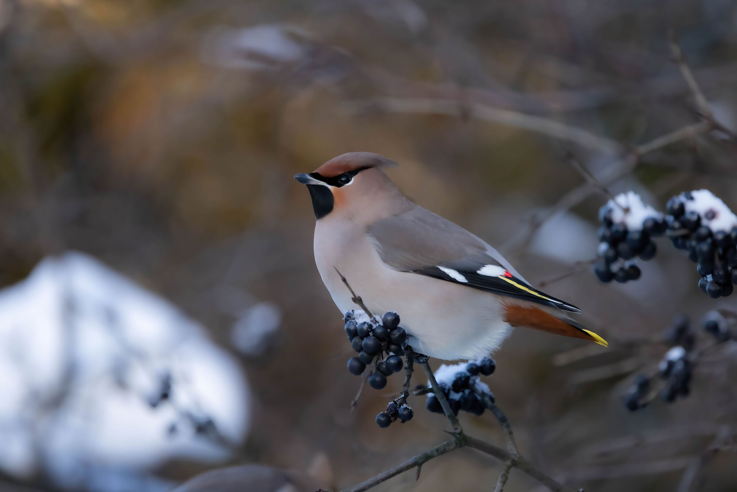 Beak (Bombycilla garrulus)