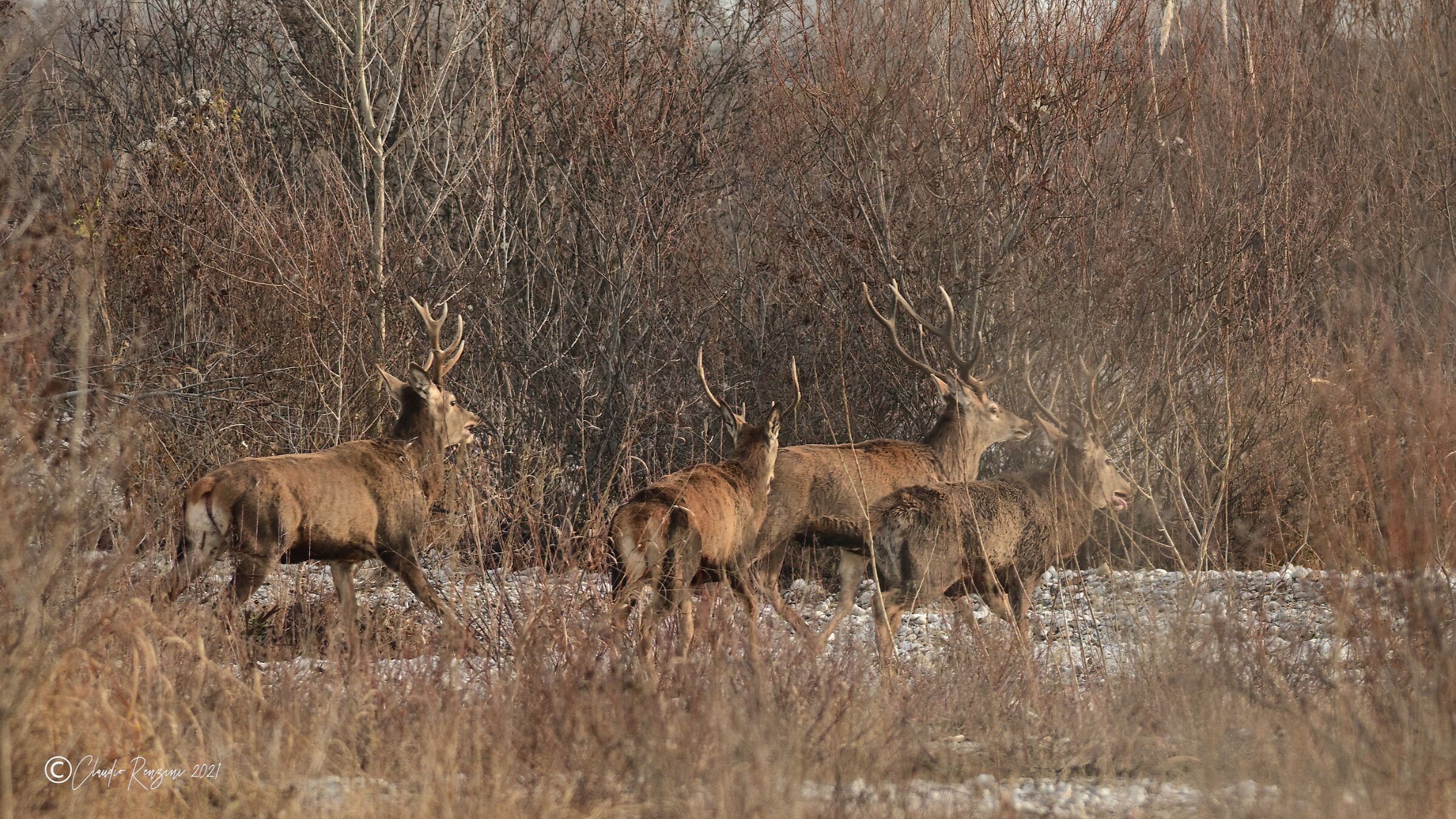 Herd of deer of the Magredi del Cellina