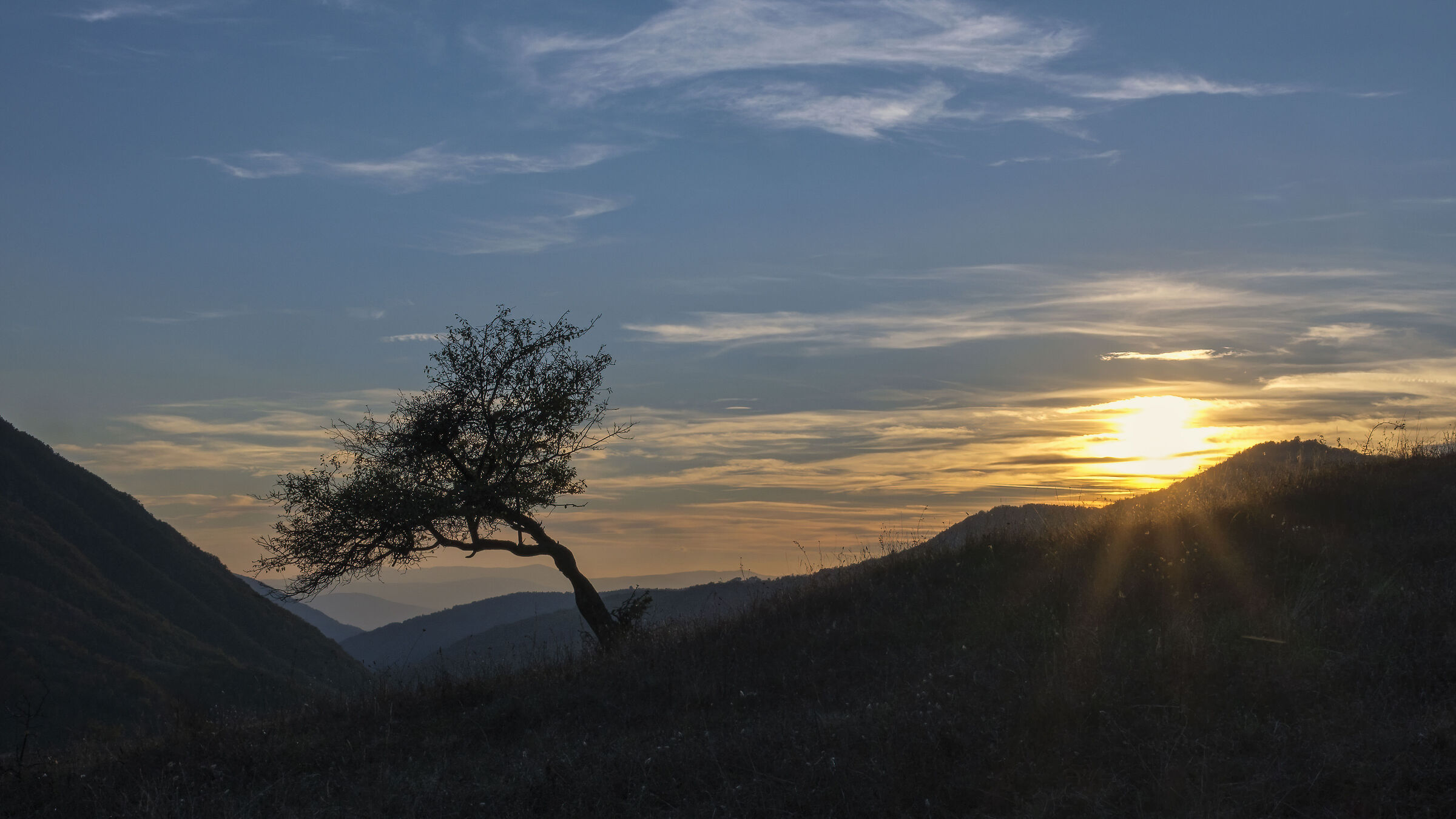 un susino solitario e la nostra stella