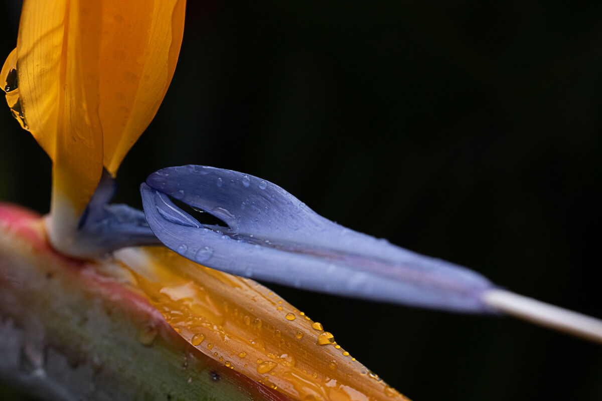 The strelitzia and the rain