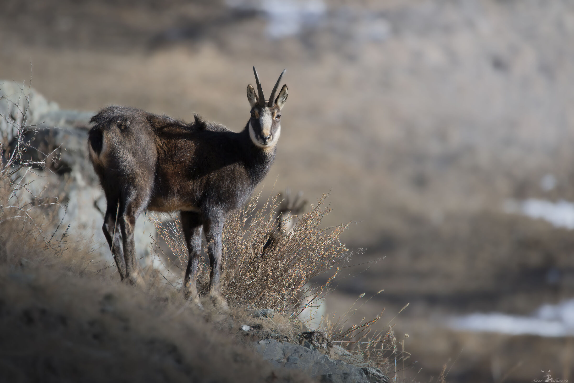 Chamois