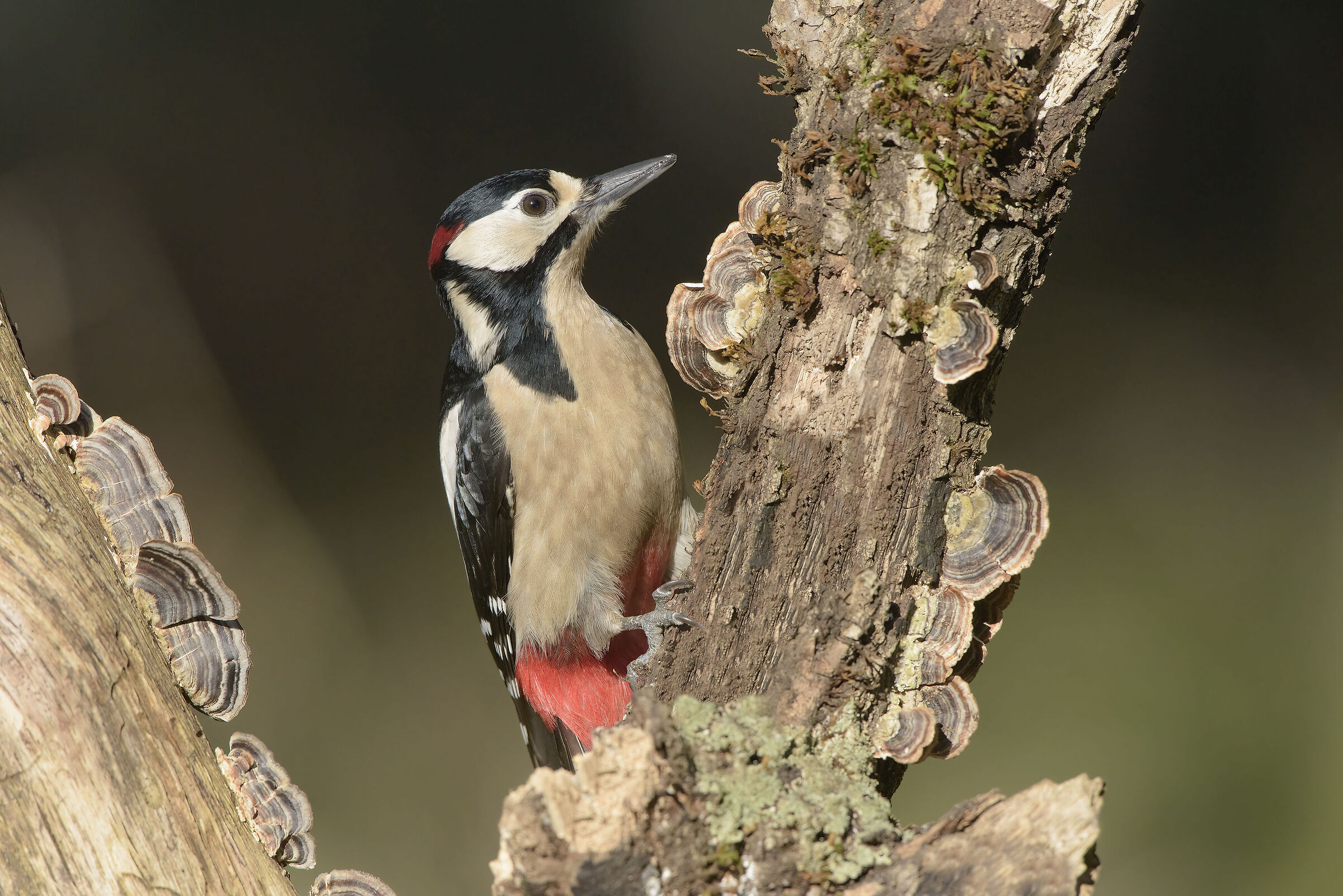 picchio rosso maggiore