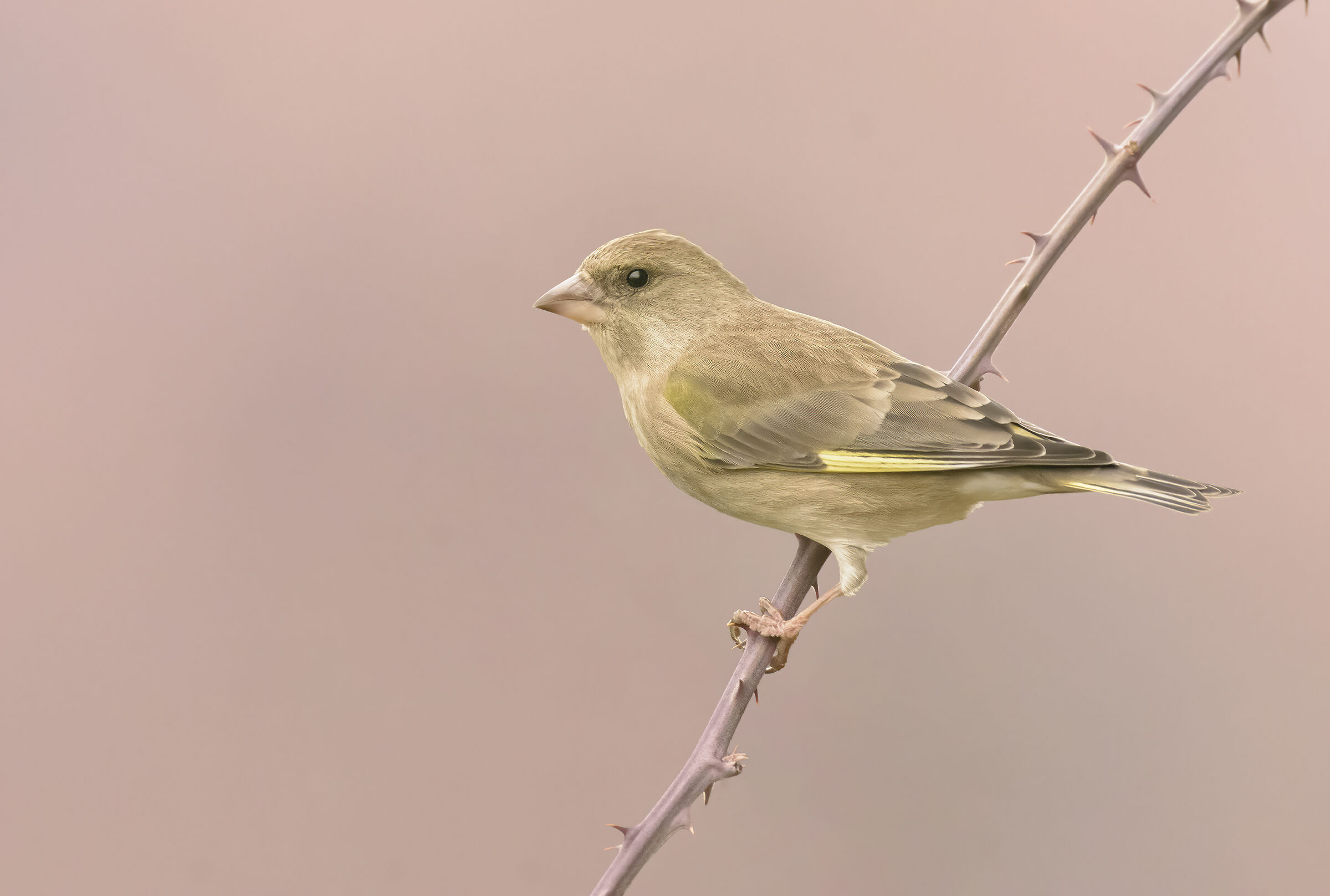 Greenfinch