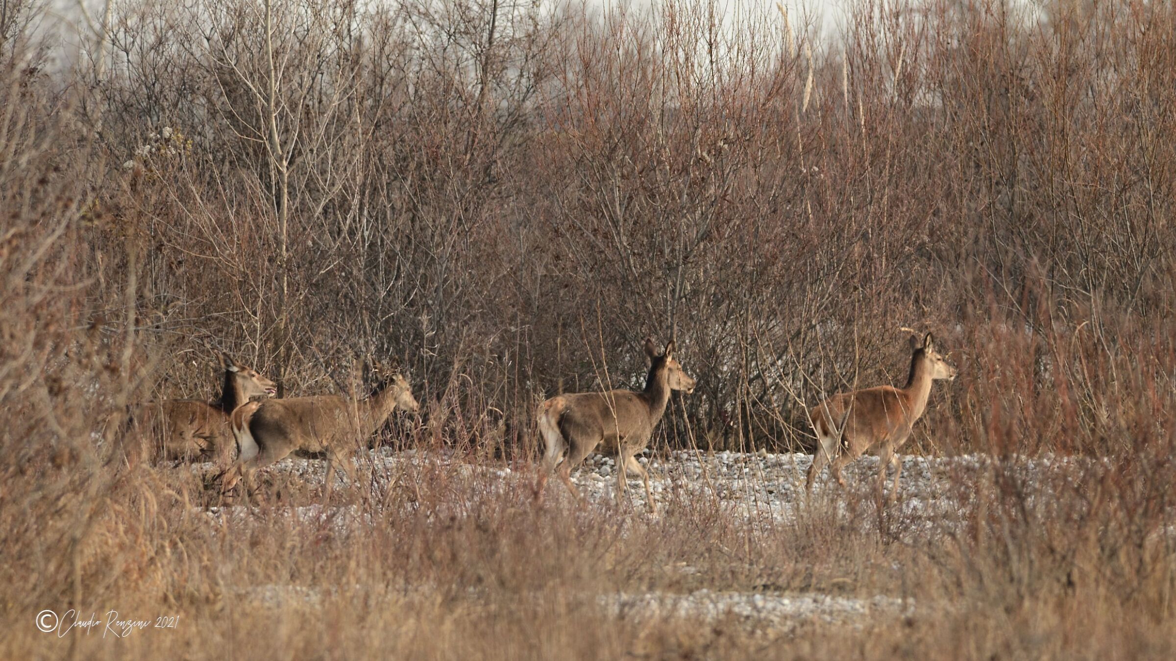 Herd of brains of the Magredi del Cellina