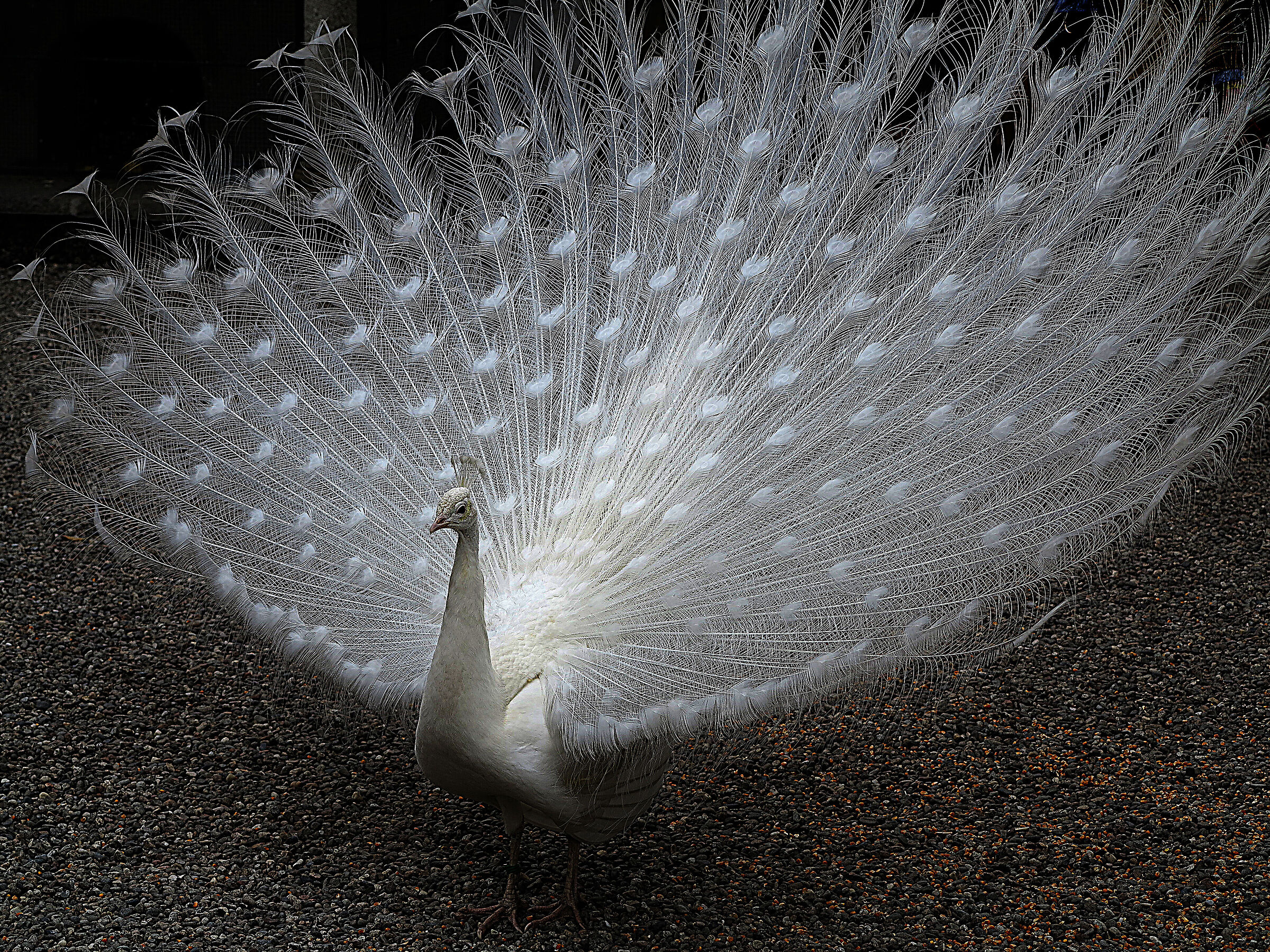 Da Isola Madre - Lago Maggiore