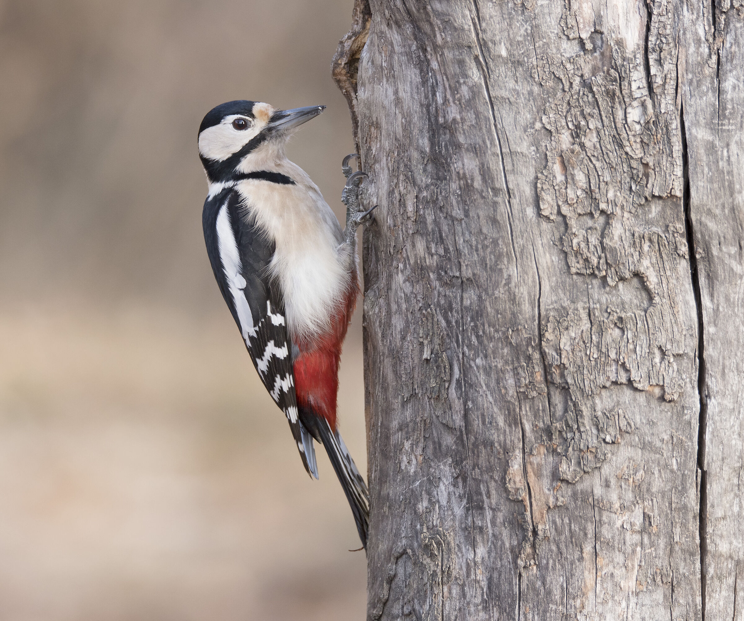Picchio rosso maggiore (Dendrocopos major) - femmina