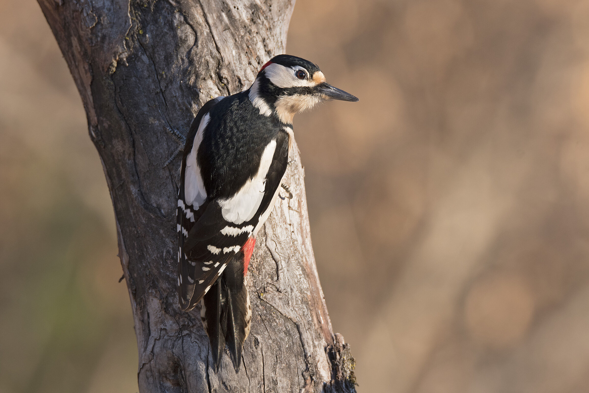 Picchio rosso maggiore (Dendrocopos major) - maschio