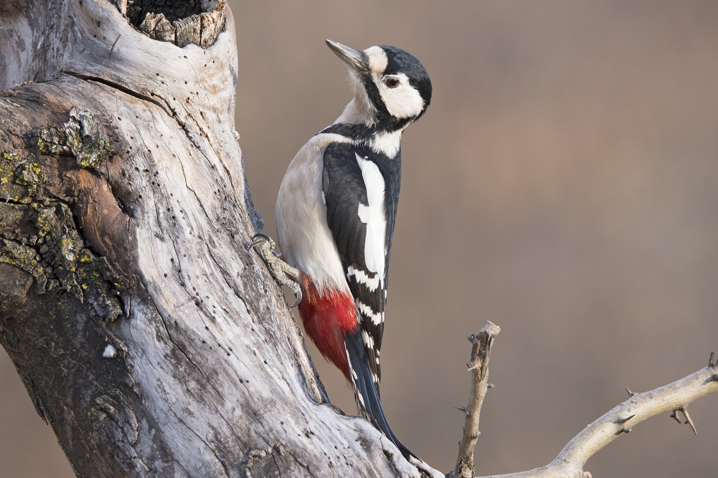 Picchio rosso maggiore (Dendrocopos major)