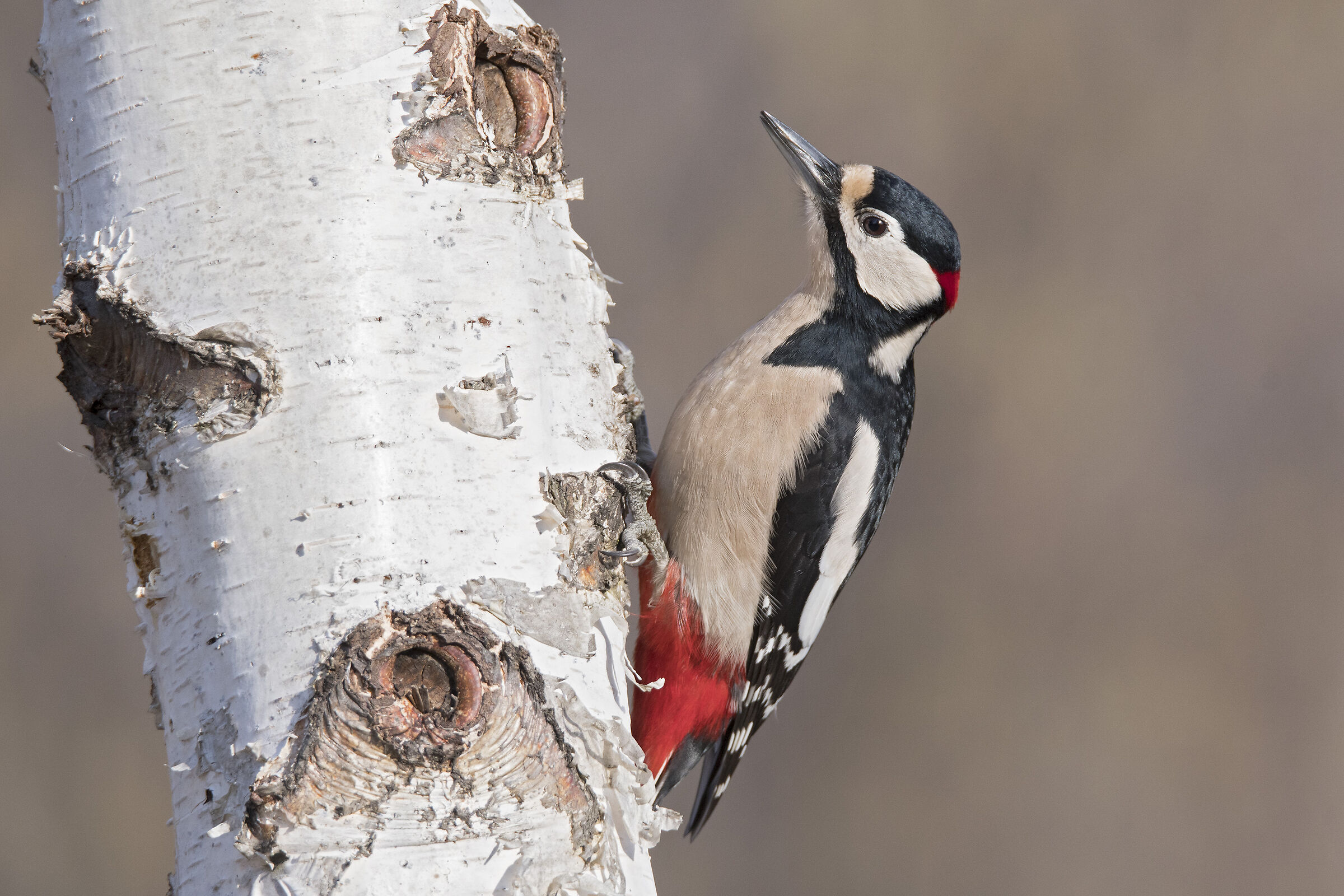 Picchio rosso maggiore (Dendrocopos major)