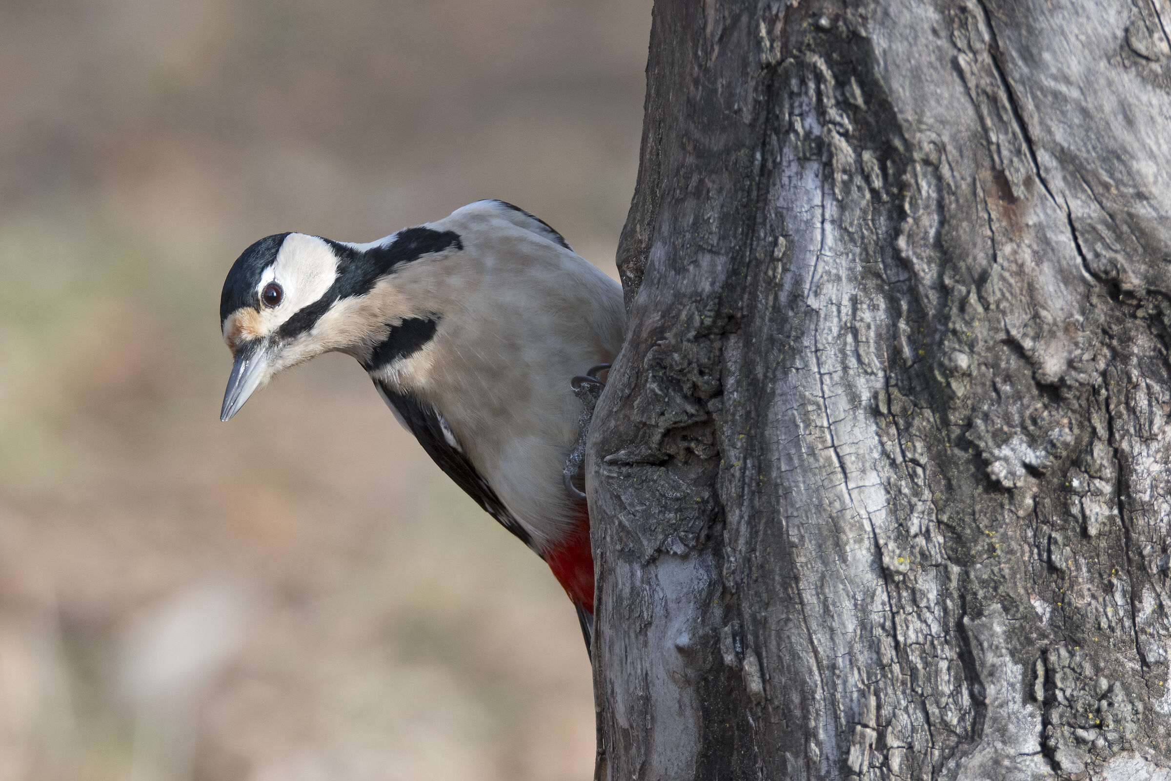 Picchio rosso maggiore (Dendrocopos major)