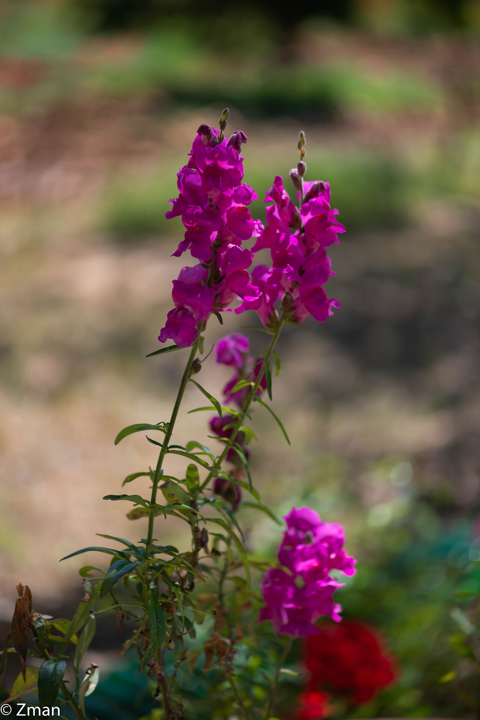 Snapdragon Flowers