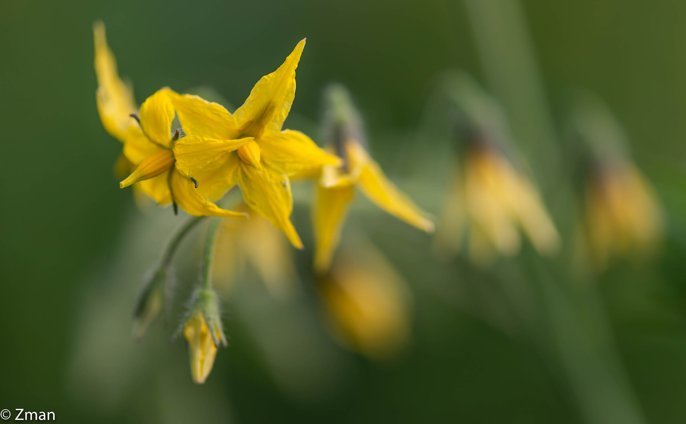 Tomato Bloom
