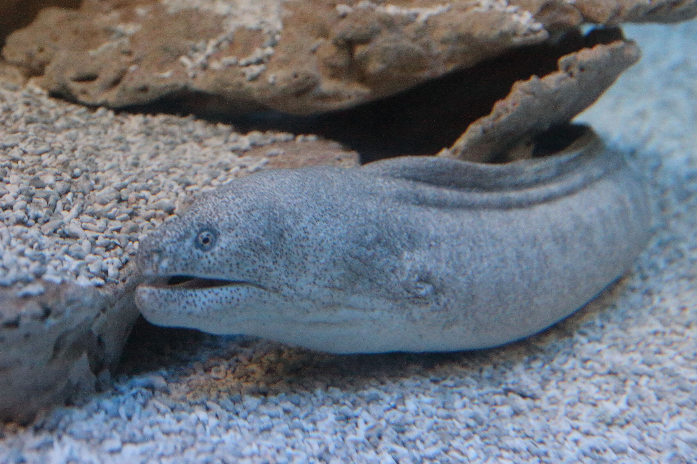 Moray eel