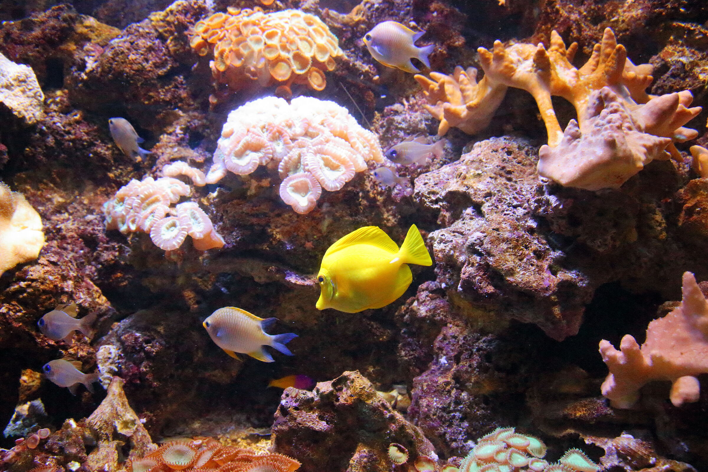 Aquarium