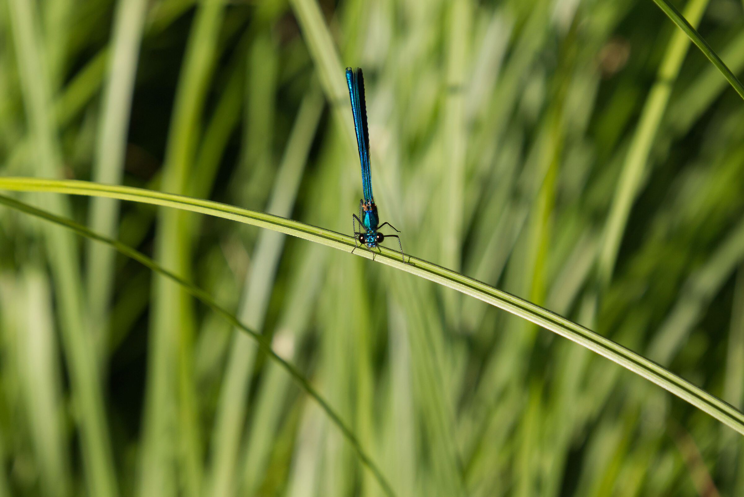 ...sentirsi osservati...