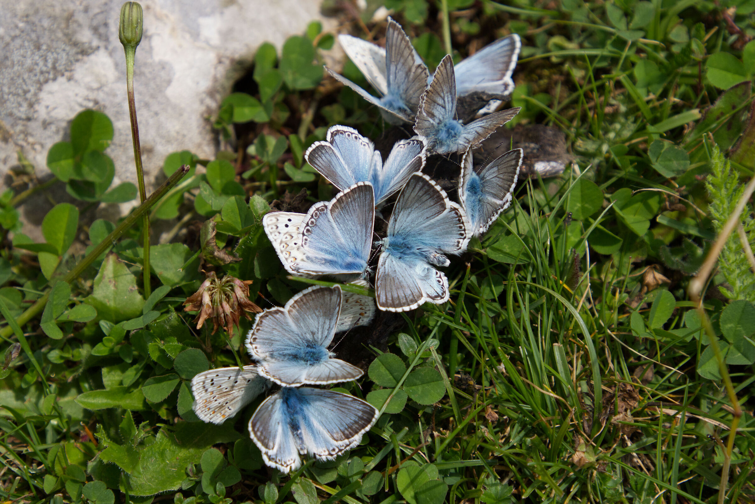 ...evitiamo assembramenti...