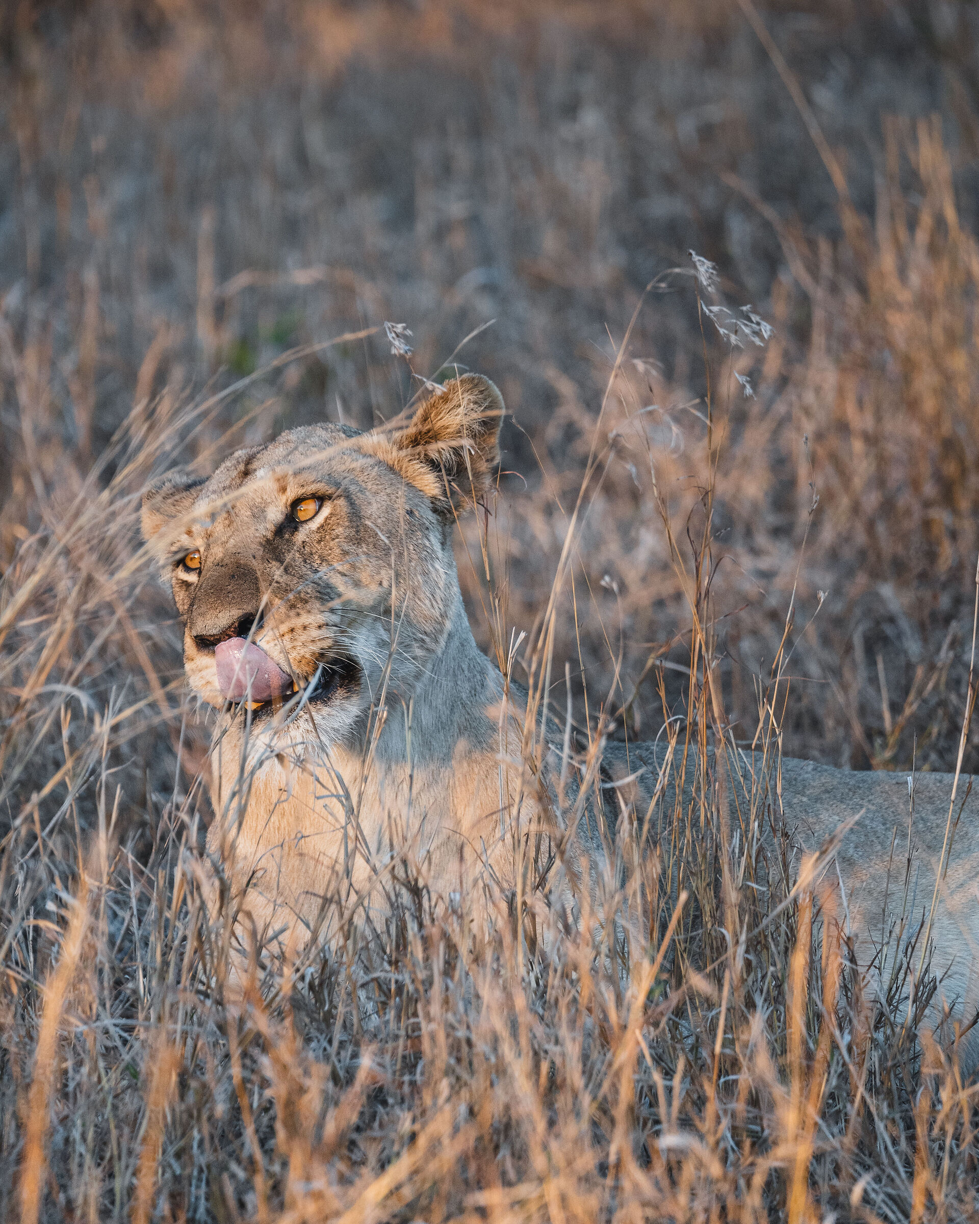 Lioness
