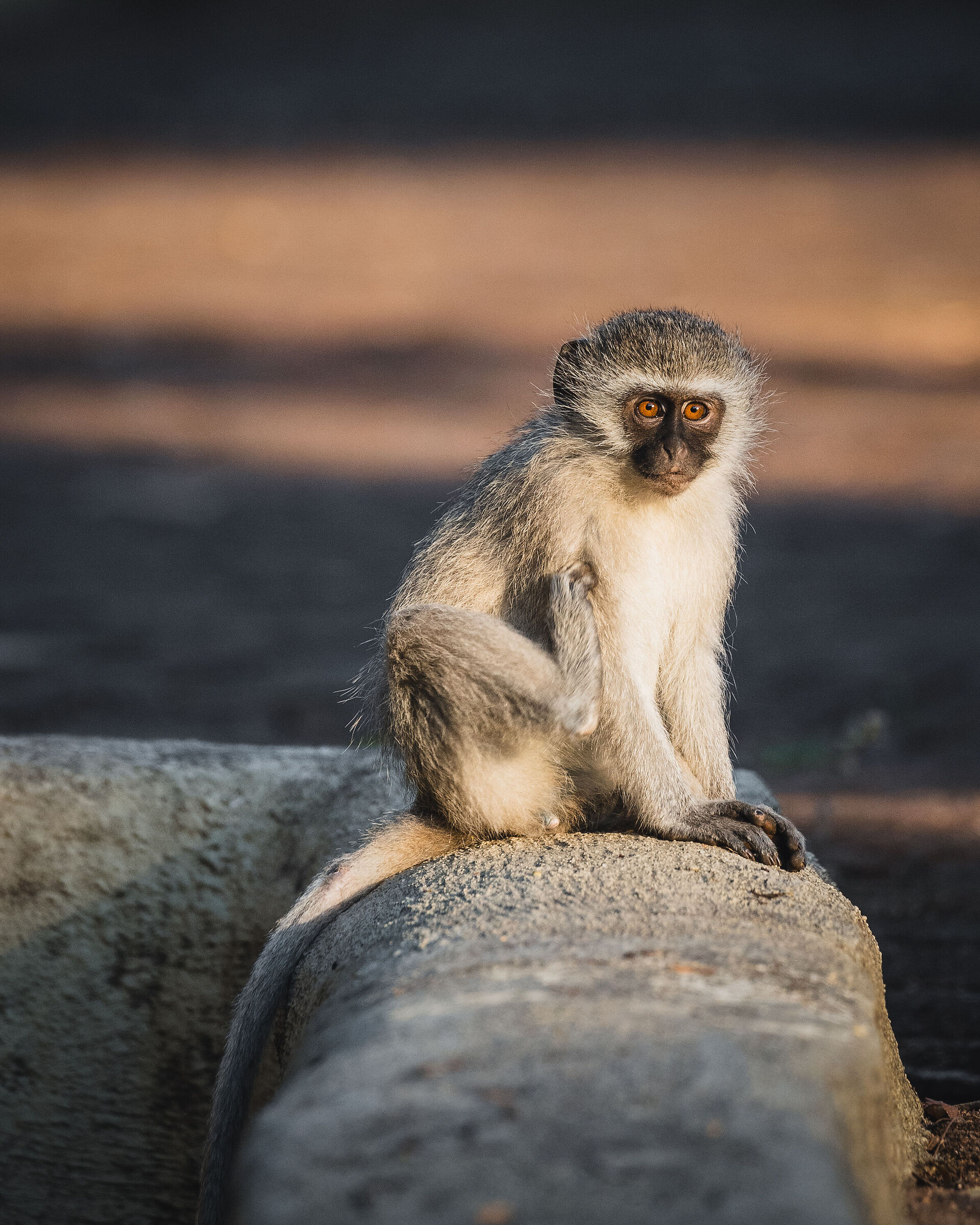 Baby Monkey