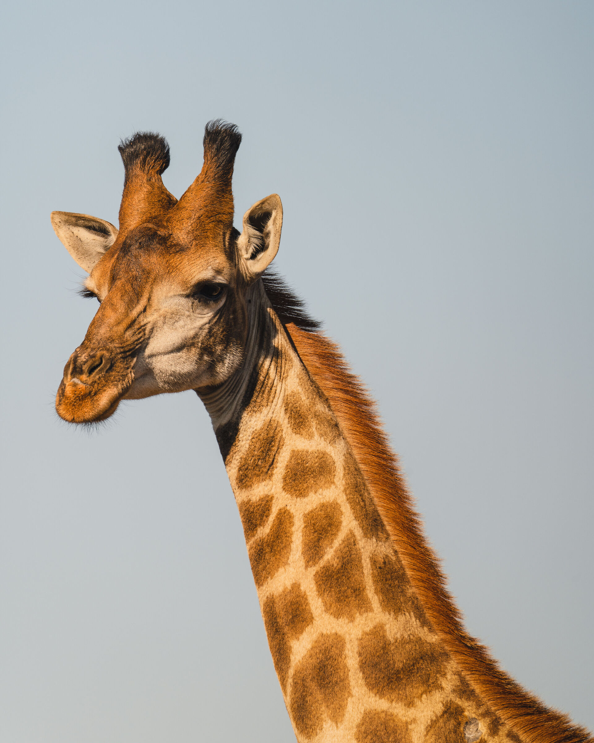 Giraffes