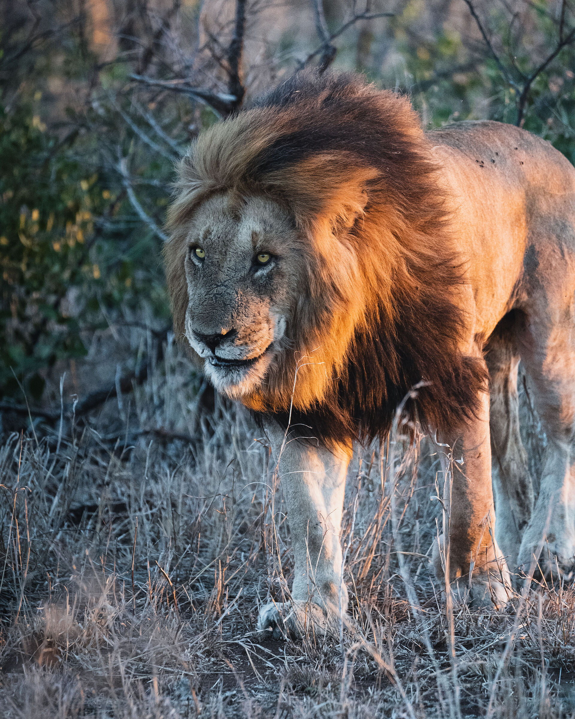 The king3