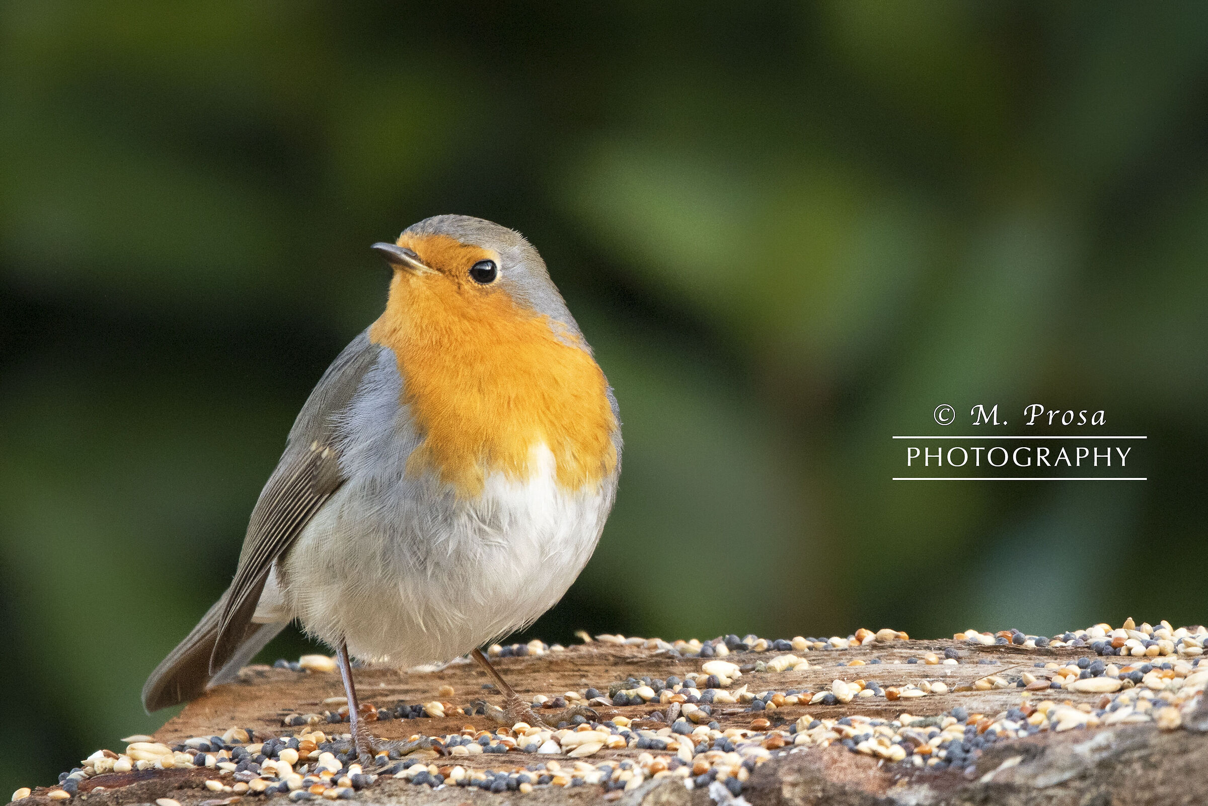 Pettirosso (Erithacus rubecula)