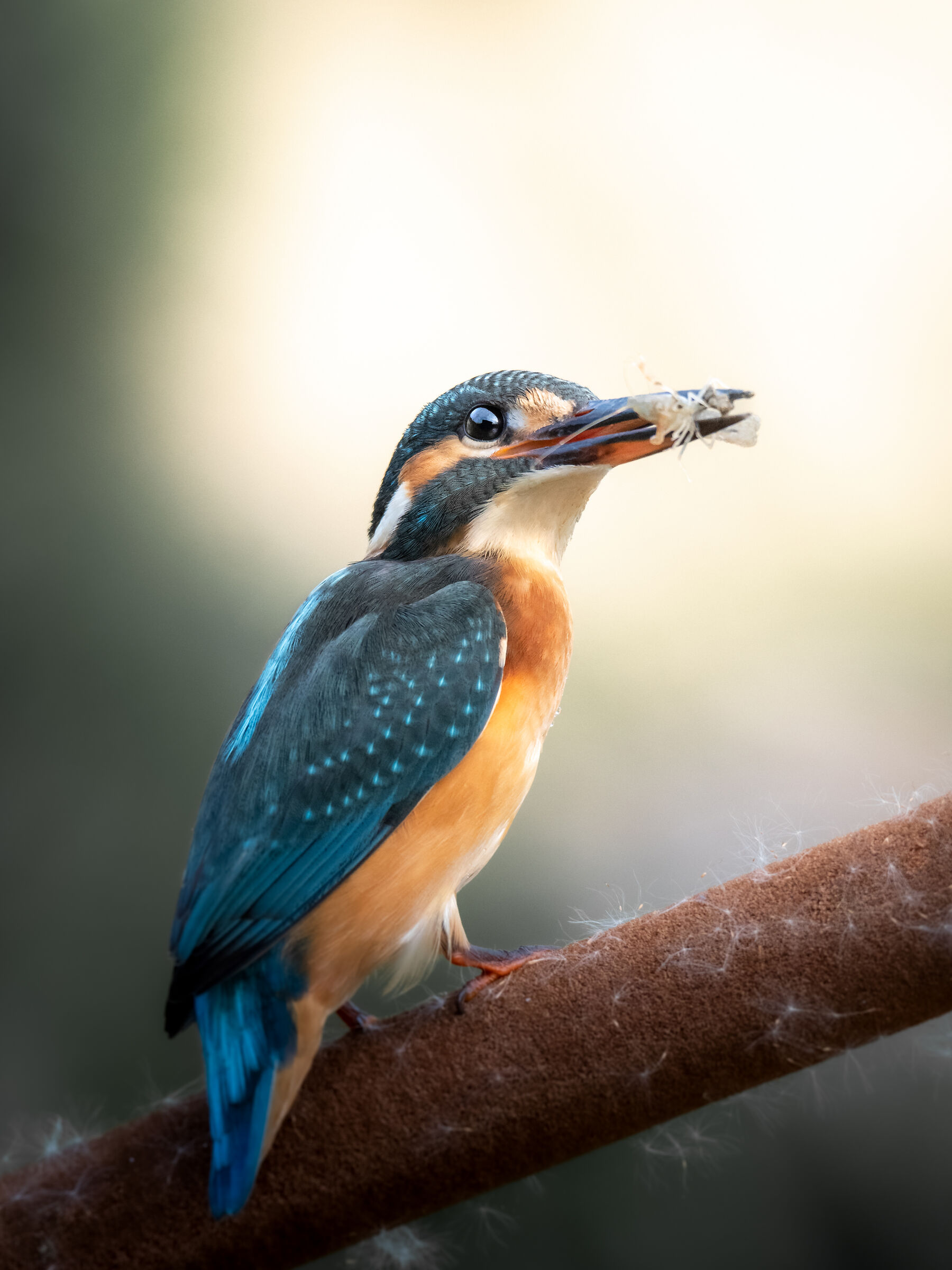 Martin Pescatore con Gamberetto