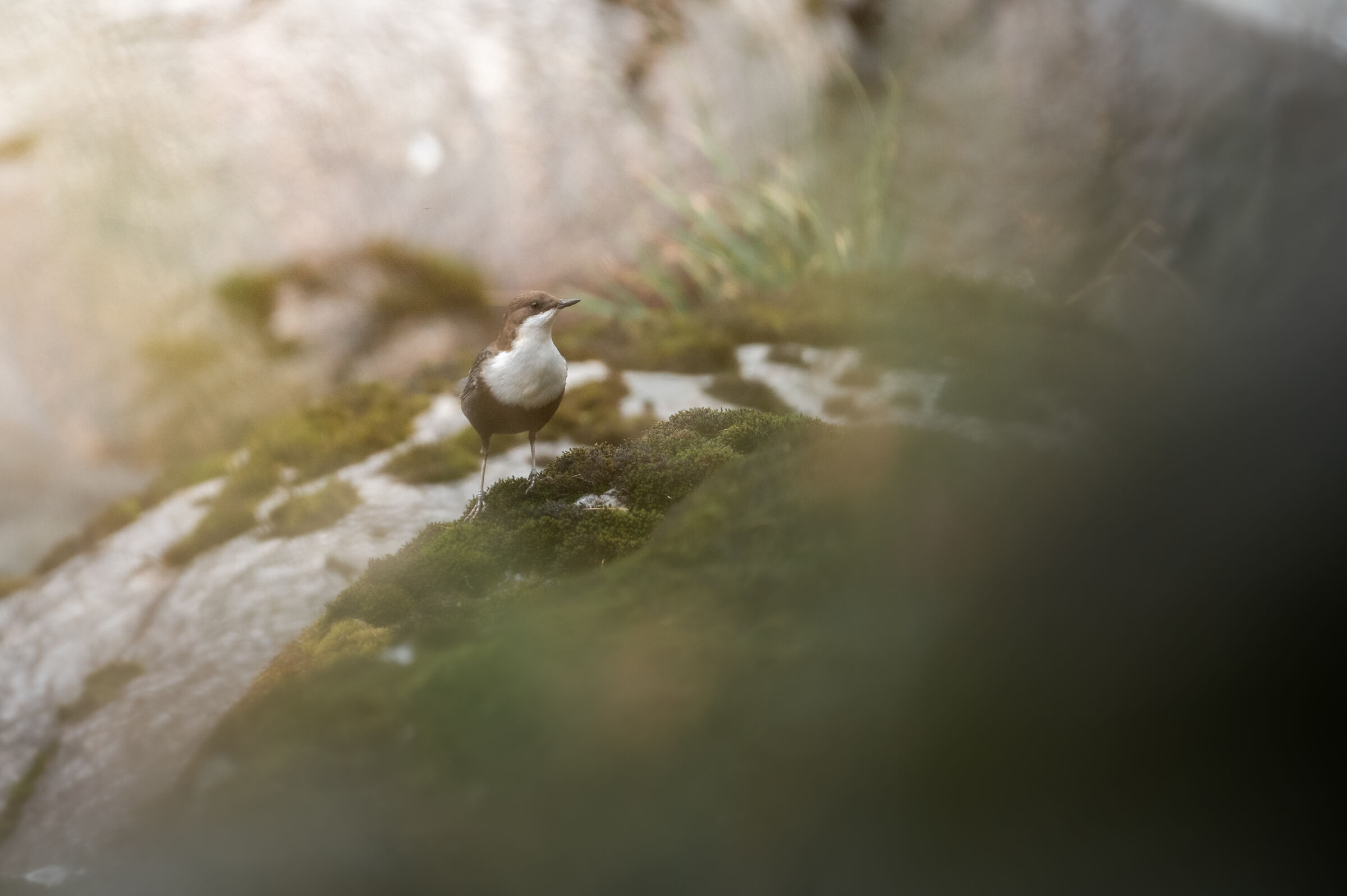 Merlo Acquaiolo (Cinclus cinclus)