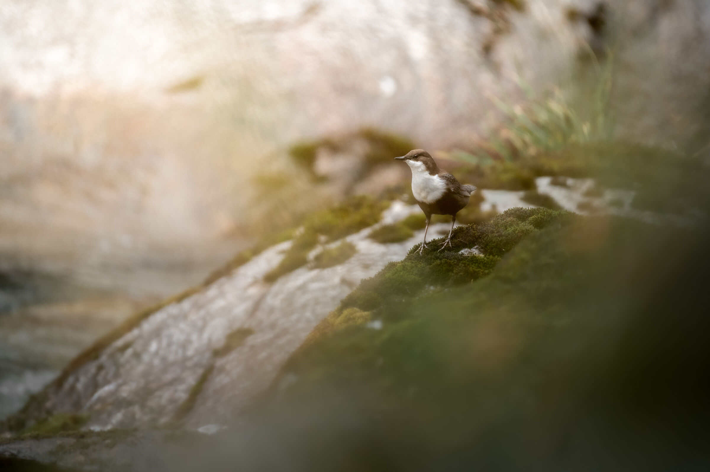 Merlo Acquaiolo (Cinclus cinclus)