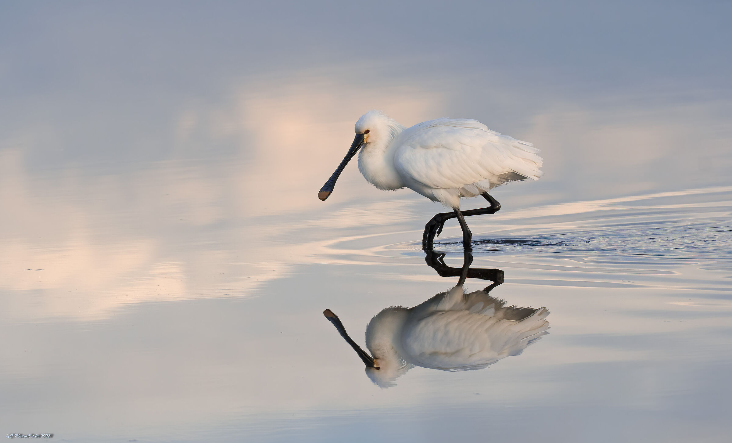 Spatula at first light