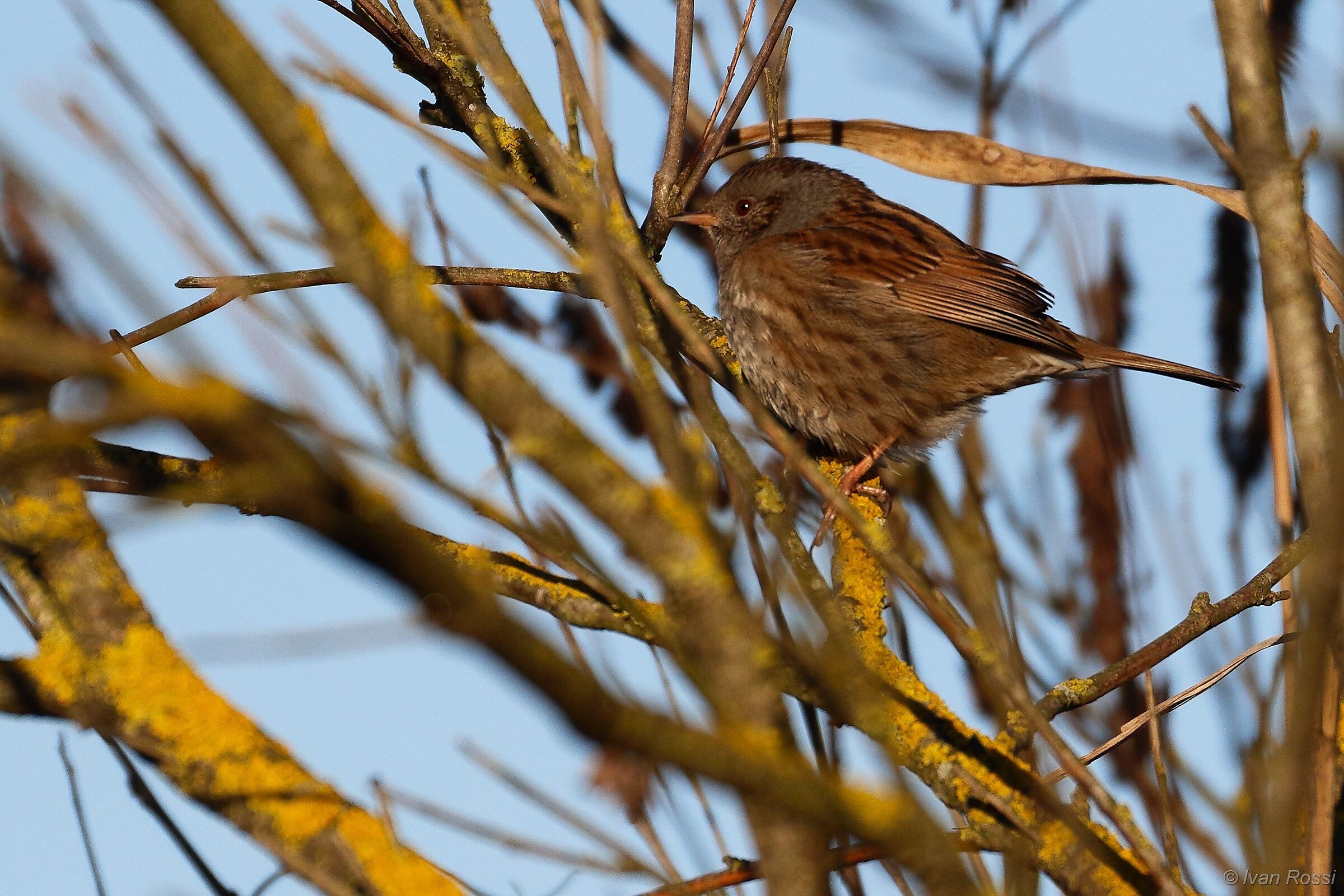 Dunnock