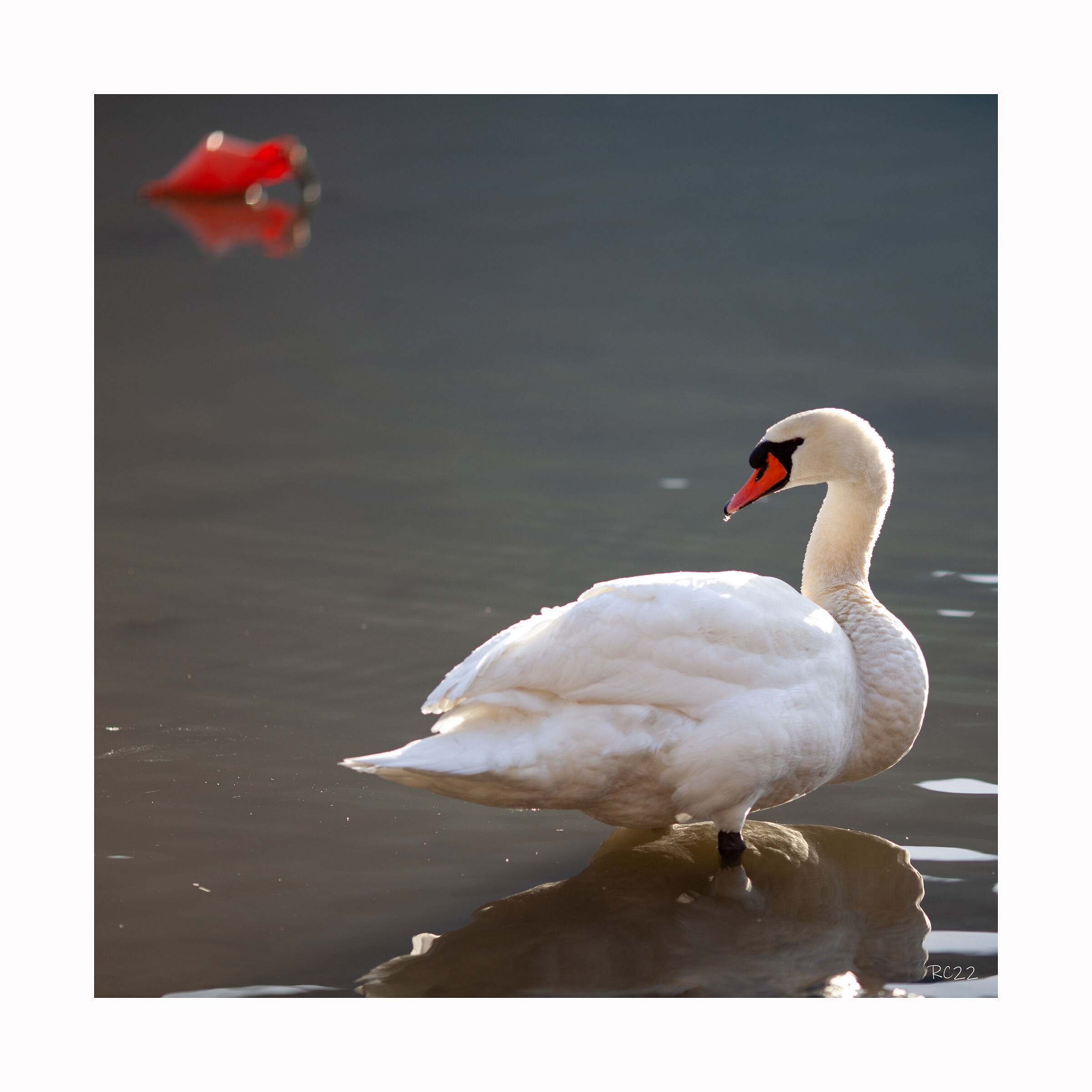 Il cigno e la boa