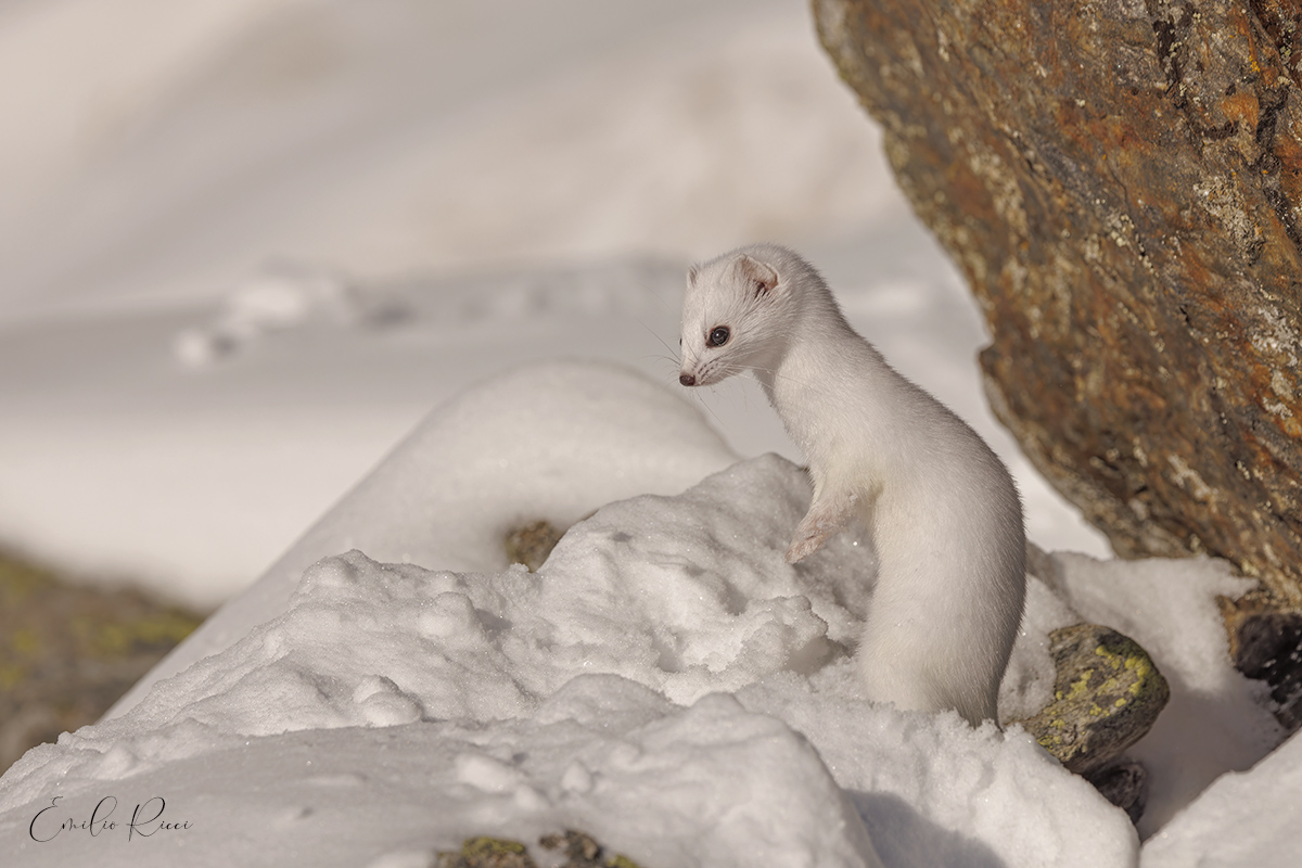 ermine
