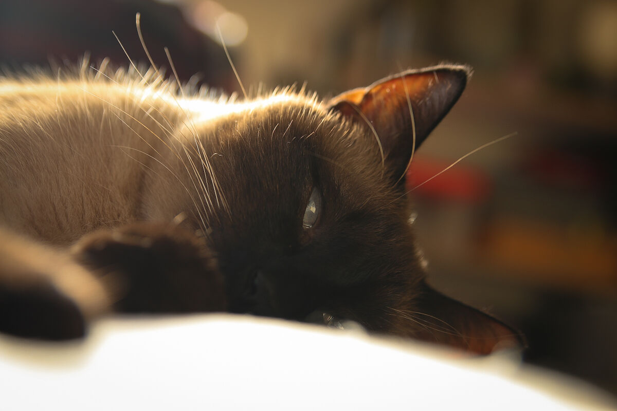Daydreaming