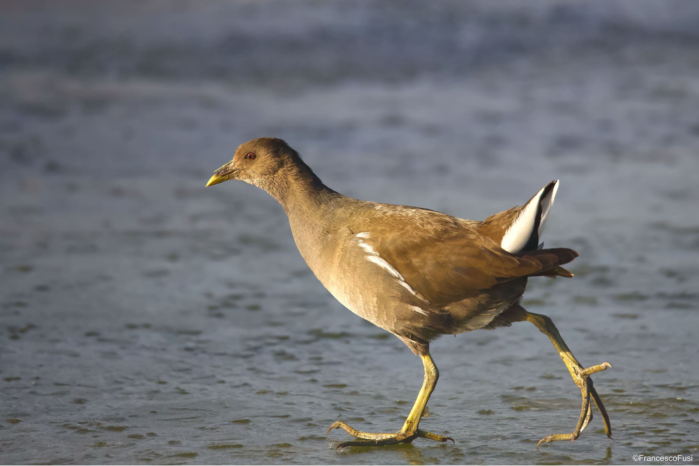 Gallinella su ghiaccio...