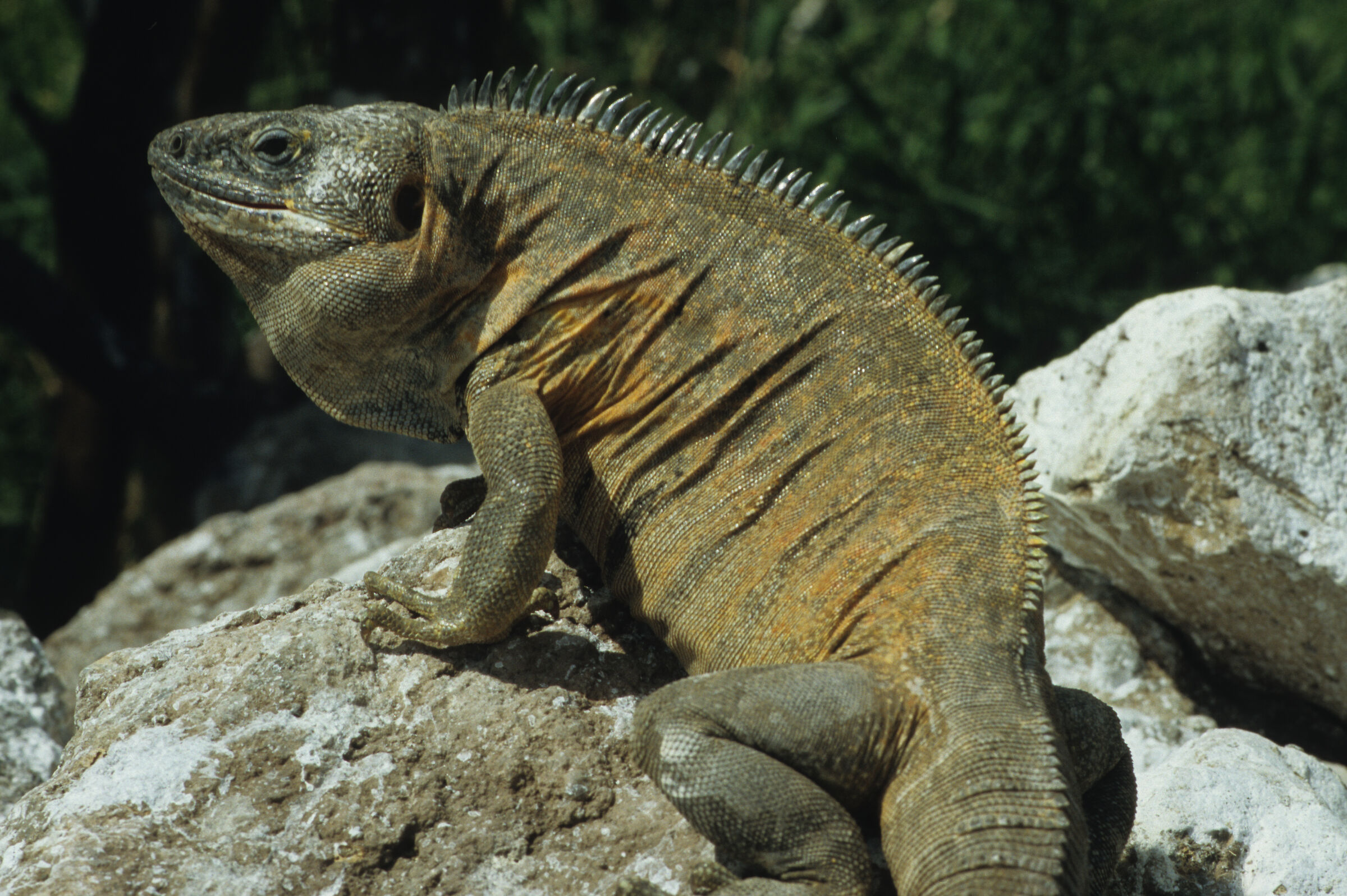 Iguana