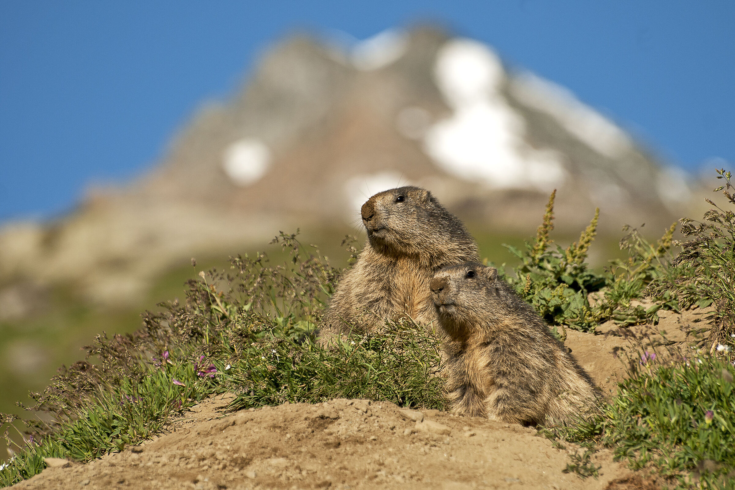 Marmots
