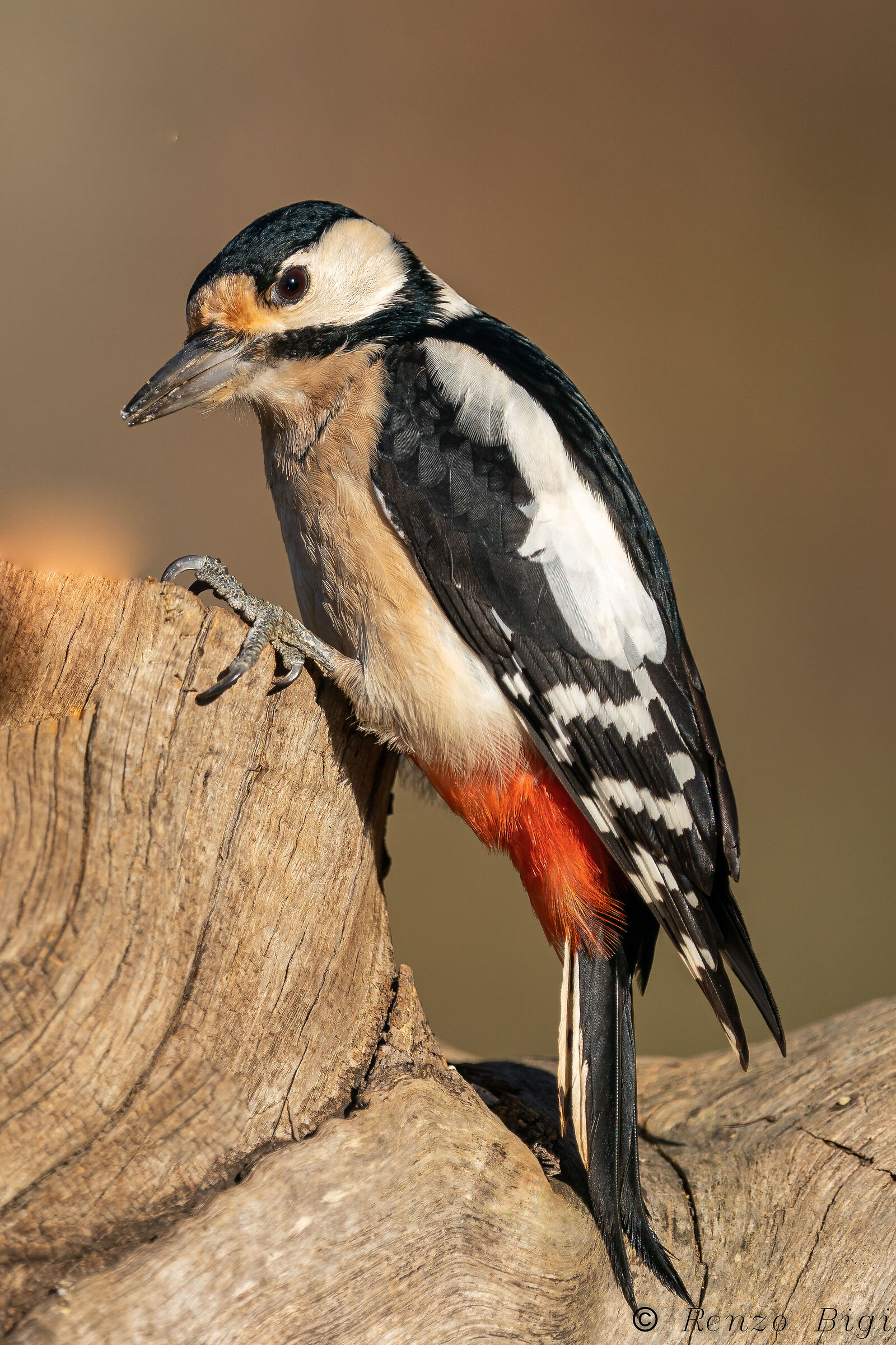 Picchio rosso maggiore
