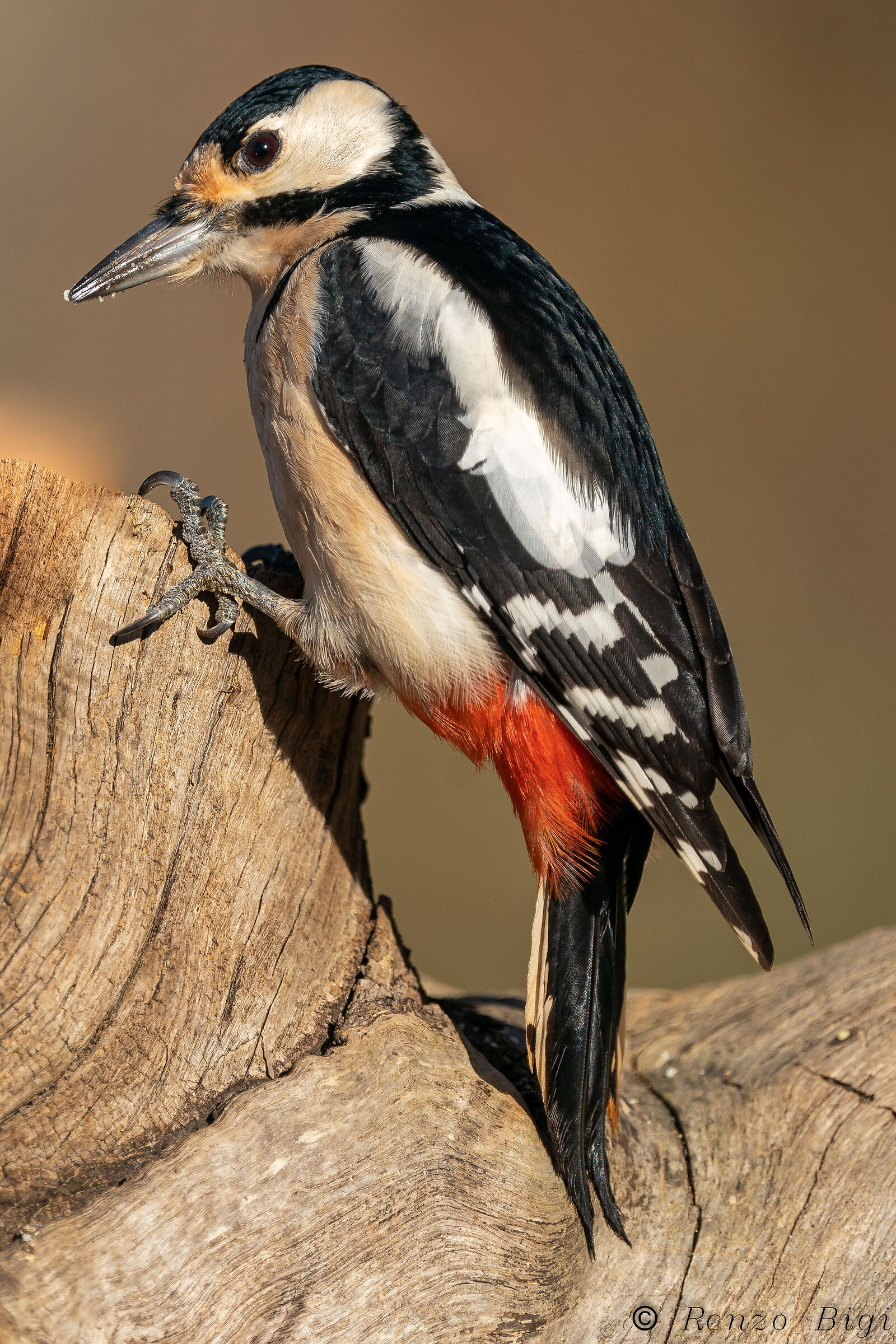 Picchio rosso maggiore