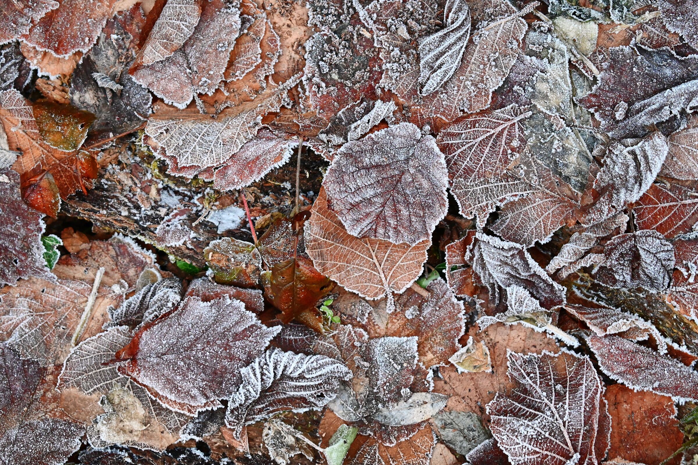 Lungo il fiume, e fra gli alberi