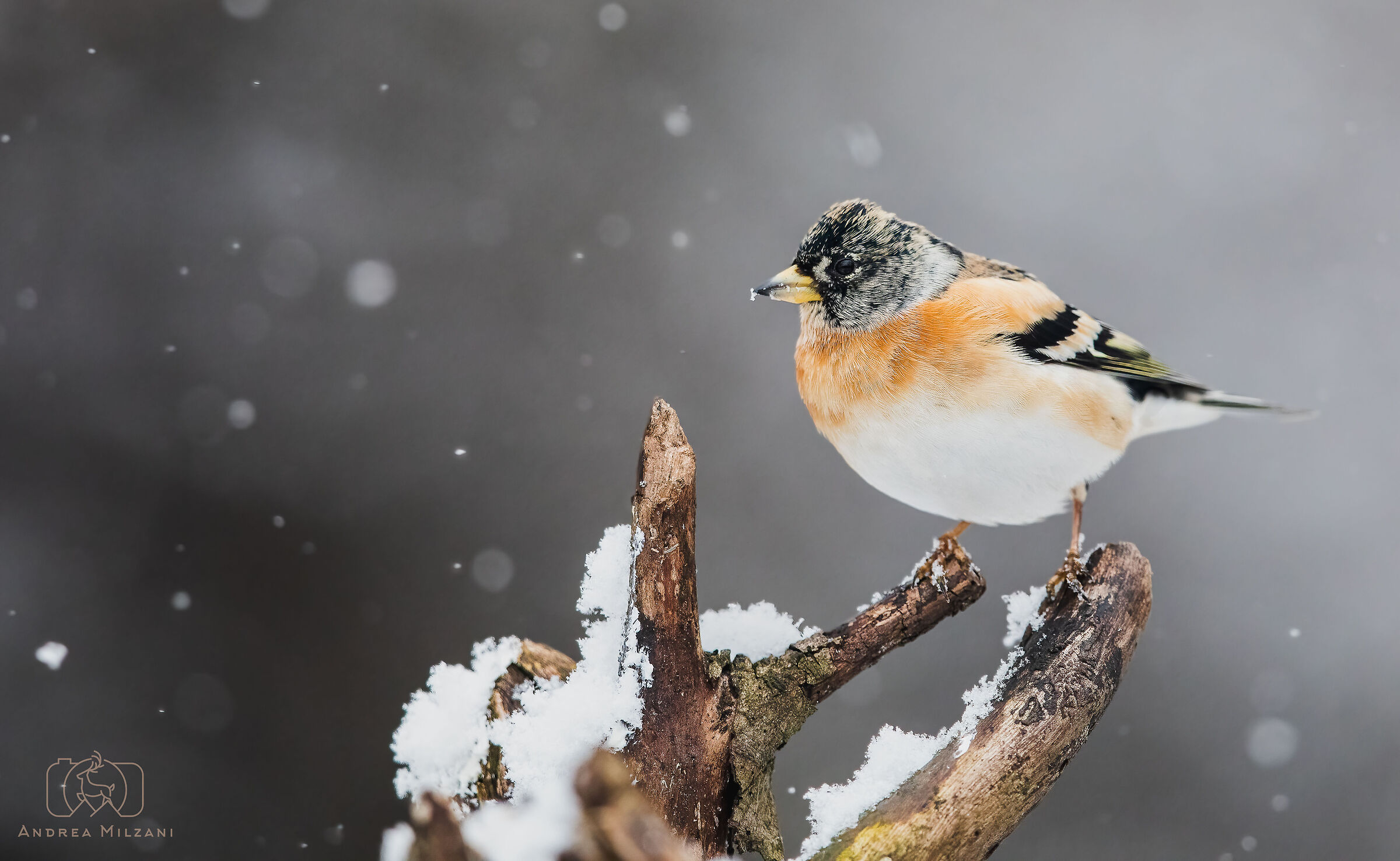 Peppola sotto alla neve
