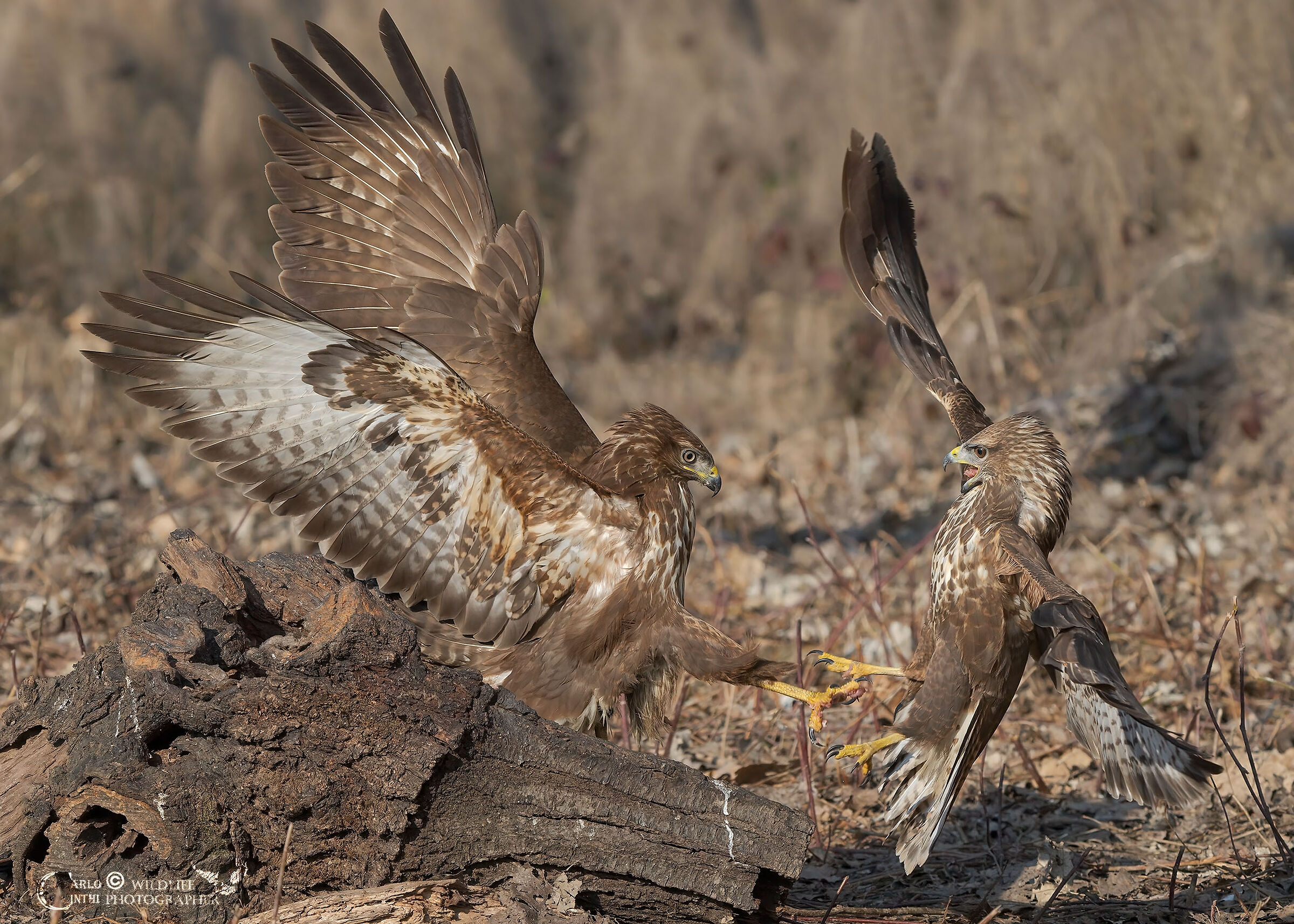 Buzzards