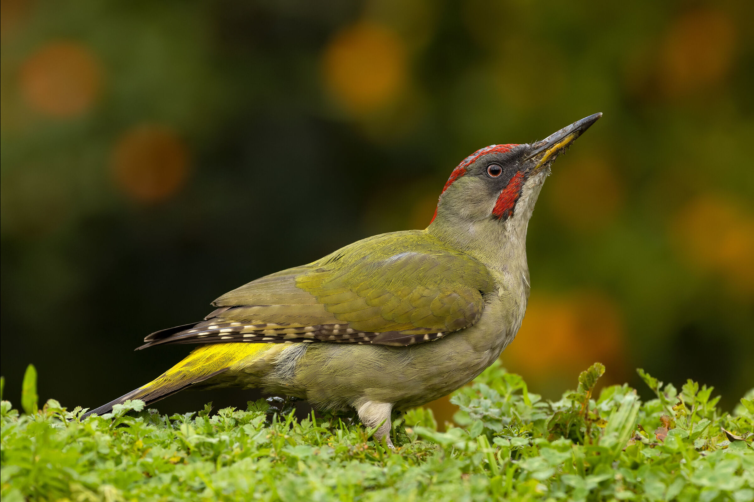 Picchio verde, maschio - Picus viridis (Portogallo)