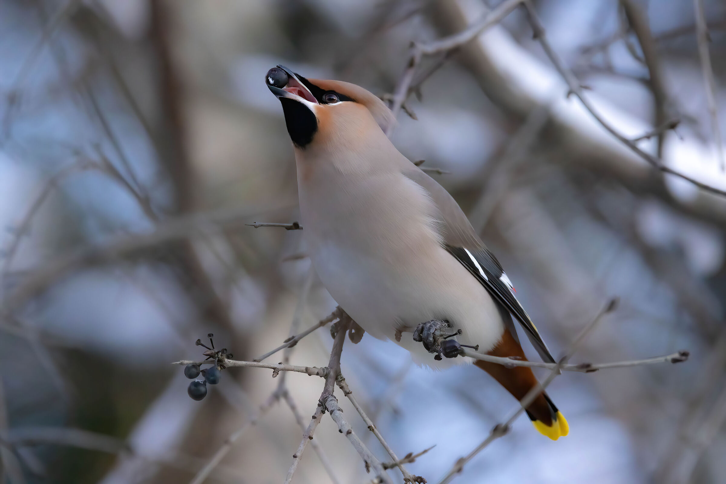 The beakedfruscone and the snowy berry