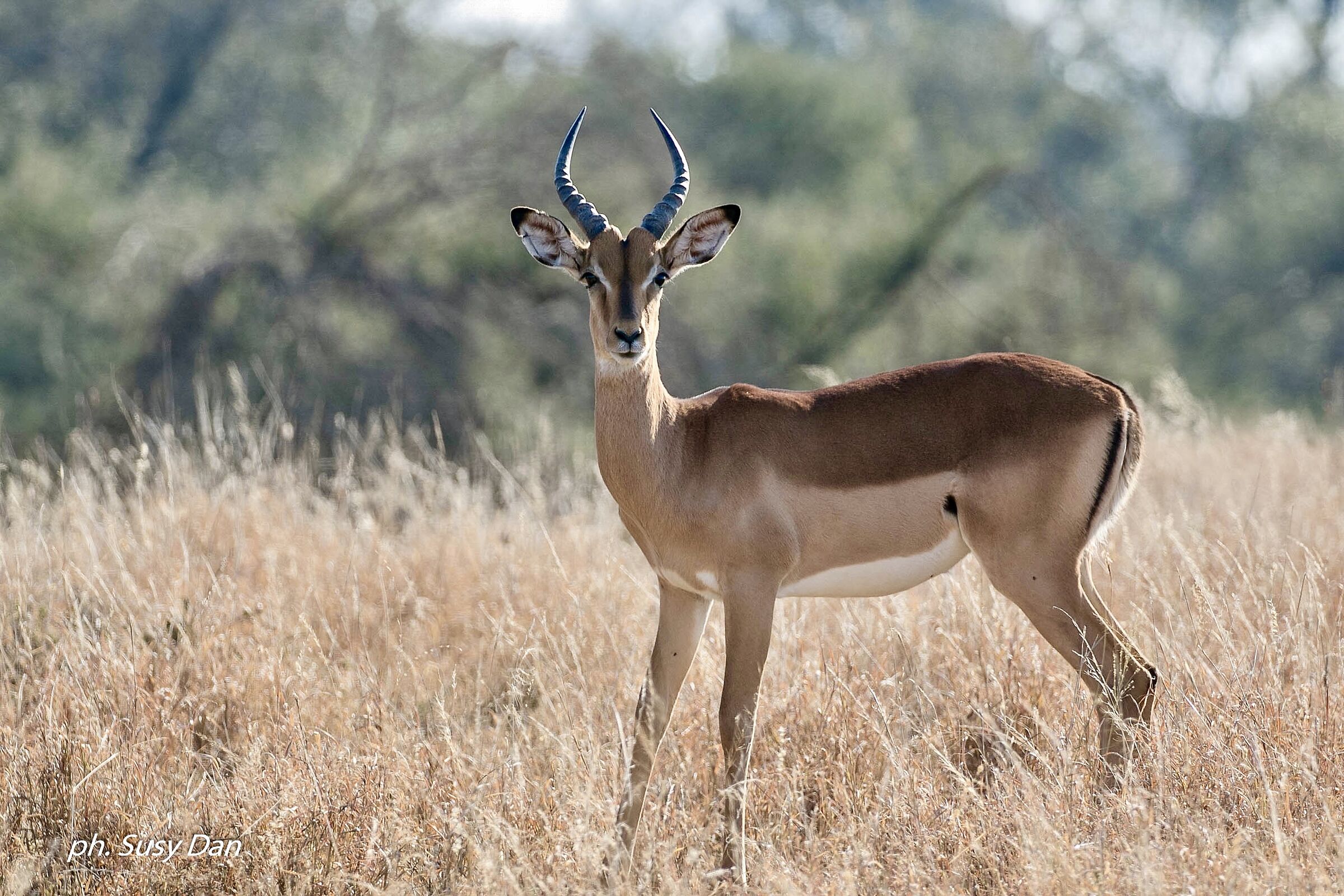 The elegance of the impala