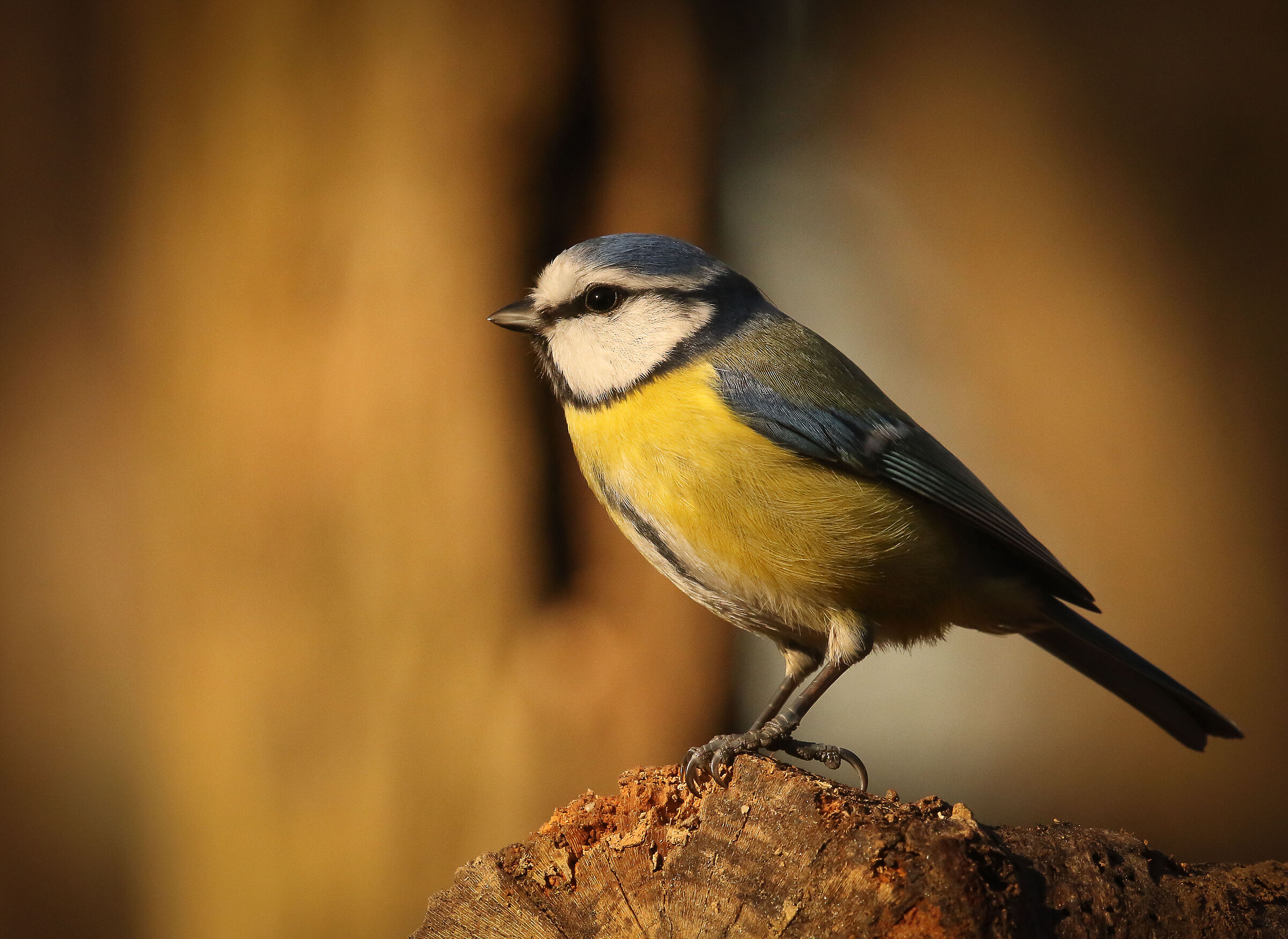 Portrait of a - Cavenago di Brianza