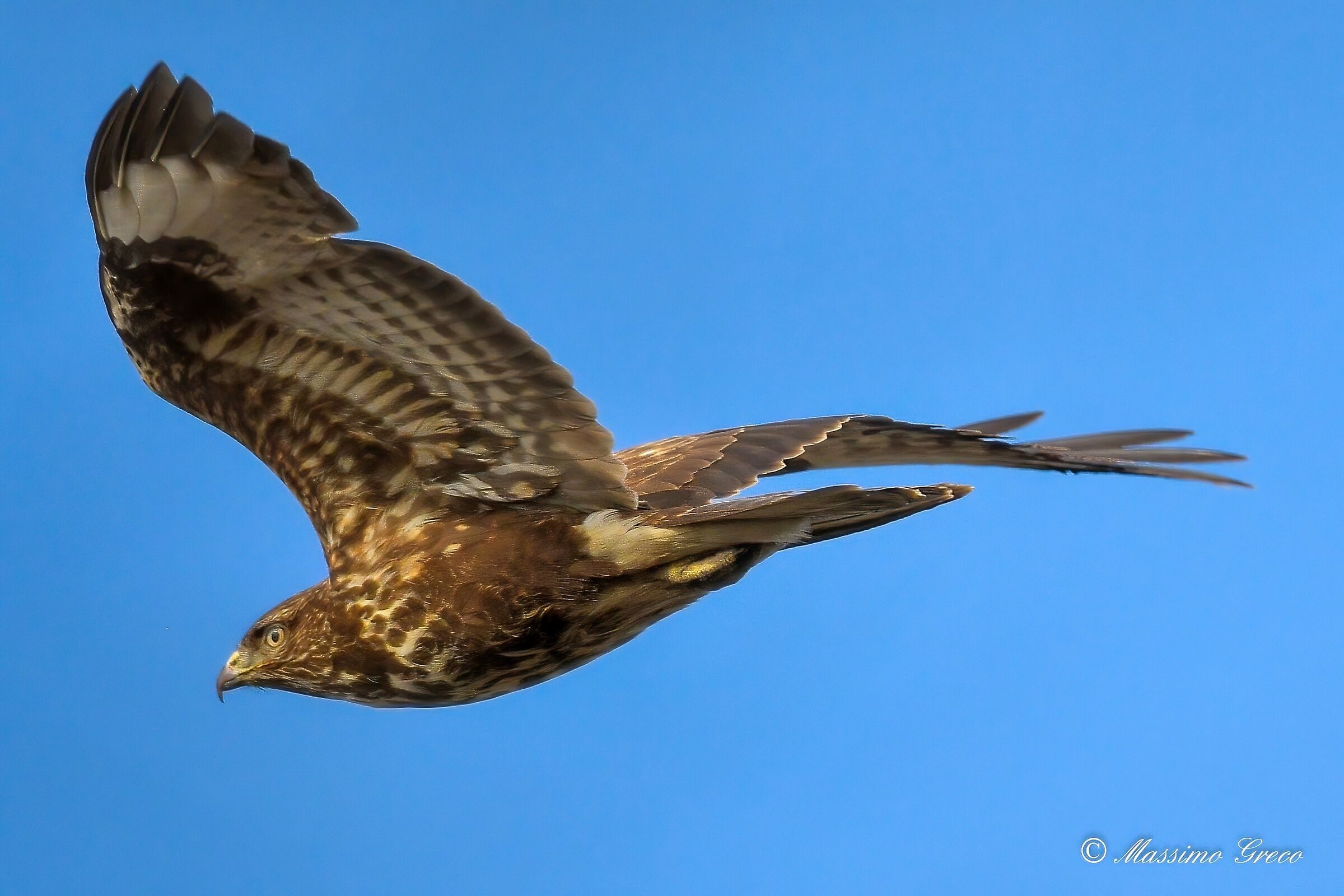 Buzzard (Buteo buteo)